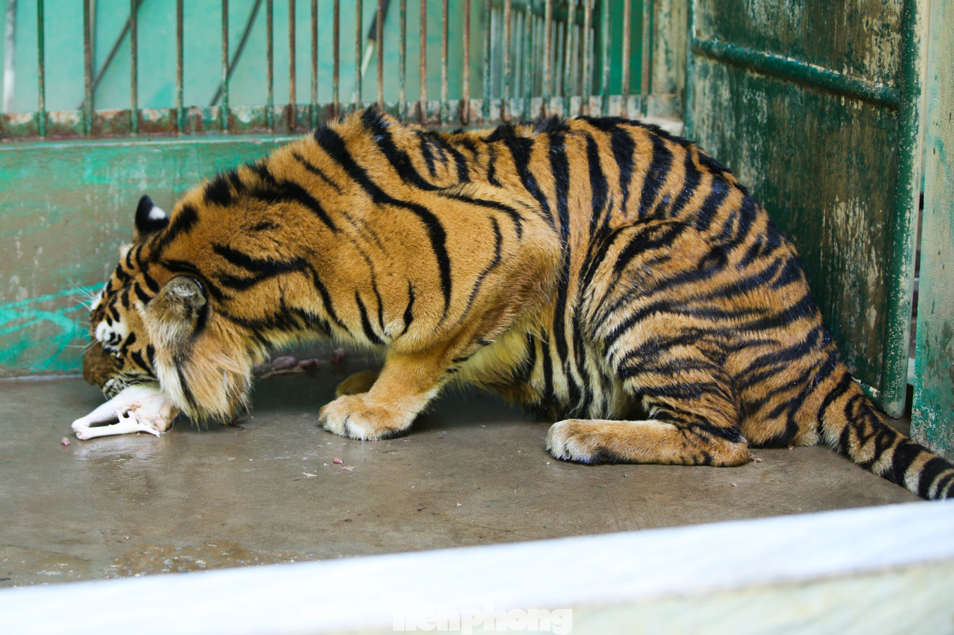 Khi được giải cứu, mỗi cá thể hổ chỉ nặng 2-3 kg, yếu ớt và có dấu hiệu bị bệnh đường ruột. Sau đó, 7 con hổ được đưa về Vườn Quốc gia Pù Mát (Nghệ An) chăm sóc, và tháng 3/2022 thì bàn giao cho Vườn Quốc gia Phong Nha - Kẻ Bàng nhằm tạo điều kiện để hổ phát triển tốt hơn. Khi được giải cứu, mỗi cá thể hổ chỉ nặng 2-3 kg, yếu ớt và có dấu hiệu bị bệnh đường ruột. Sau đó, 7 con hổ được đưa về Vườn Quốc gia Pù Mát (Nghệ An) chăm sóc, và tháng 3/2022 thì bàn giao cho Vườn Quốc gia Phong Nha - Kẻ Bàng nhằm tạo điều kiện để hổ phát triển tốt hơn.