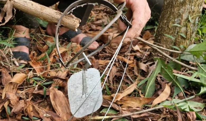 Tình trạng đặt bẫy động vật vẫn còn diễn ra, nhất là vào mùa mưa.