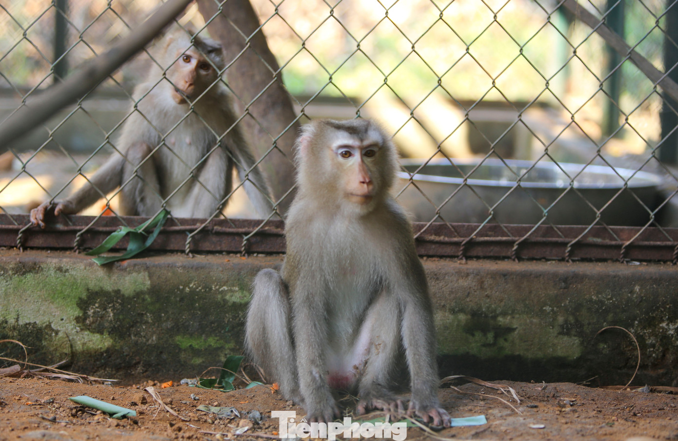 Ngoài các loài động vật có trong sách đỏ, trung tâm hiện còn thực hiện chăm sóc, nuôi dưỡng các cá thể động vật khác như: Khỉ, cầy vòi hương, rùa,… Ông Phạm Kim Vương - Phụ trách phòng Cứu hộ động vật thuộc Trung tâm Cứu hộ, bảo tồn và phát triển sinh vật (VQG Phong Nha - Kẻ Bàng) cho biết, đơn vị đang cứu hộ 75 cá thể thuộc 21 loài, trong đó có nhiều loài nguy cấp, quý, hiếm. Các loài sẽ được nuôi dưỡng, chăm sóc để phục hồi bản năng và thả về tự nhiên. Ngoài các loài động vật có trong sách đỏ, trung tâm hiện còn thực hiện chăm sóc, nuôi dưỡng các cá thể động vật khác như: Khỉ, cầy vòi hương, rùa,… Ông Phạm Kim Vương - Phụ trách phòng Cứu hộ động vật thuộc Trung tâm Cứu hộ, bảo tồn và phát triển sinh vật (VQG Phong Nha - Kẻ Bàng) cho biết, đơn vị đang cứu hộ 75 cá thể thuộc 21 loài, trong đó có nhiều loài nguy cấp, quý, hiếm. Các loài sẽ được nuôi dưỡng, chăm sóc để phục hồi bản năng và thả về tự nhiên.