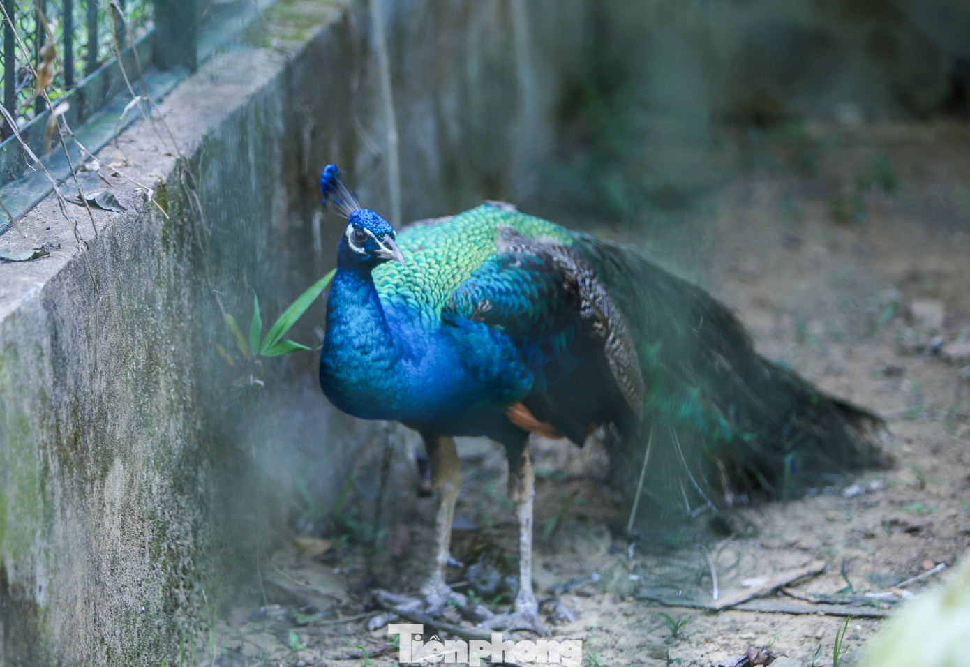 Trung tâm Cứu hộ, bảo tồn và Phát triển sinh vật còn đang chăm sóc các cá thể công má vàng, đây là loài chim quý hiếm có tên trong sách đỏ Việt Nam, thuộc nhóm 1B. Các cá thể này được Vườn quốc gia Cúc Phương chuyển giao và chăm sóc. Trung tâm Cứu hộ, bảo tồn và Phát triển sinh vật còn đang chăm sóc các cá thể công má vàng, đây là loài chim quý hiếm có tên trong sách đỏ Việt Nam, thuộc nhóm 1B. Các cá thể này được Vườn quốc gia Cúc Phương chuyển giao và chăm sóc.
