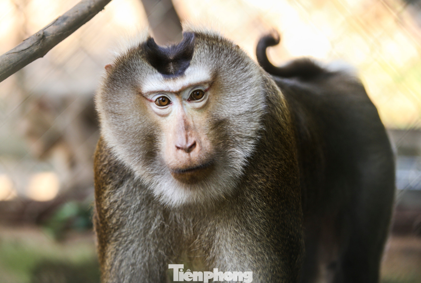 Ngoài các loài động vật có trong sách đỏ, trung tâm hiện còn thực hiện chăm sóc, nuôi dưỡng các cá thể động vật khác như: Khỉ, cầy vòi hương, rùa,… Ông Phạm Kim Vương - Phụ trách phòng Cứu hộ động vật thuộc Trung tâm Cứu hộ, bảo tồn và phát triển sinh vật (VQG Phong Nha - Kẻ Bàng) cho biết, đơn vị đang cứu hộ 75 cá thể thuộc 21 loài, trong đó có nhiều loài nguy cấp, quý, hiếm. Các loài sẽ được nuôi dưỡng, chăm sóc để phục hồi bản năng và thả về tự nhiên. Ngoài các loài động vật có trong sách đỏ, trung tâm hiện còn thực hiện chăm sóc, nuôi dưỡng các cá thể động vật khác như: Khỉ, cầy vòi hương, rùa,… Ông Phạm Kim Vương - Phụ trách phòng Cứu hộ động vật thuộc Trung tâm Cứu hộ, bảo tồn và phát triển sinh vật (VQG Phong Nha - Kẻ Bàng) cho biết, đơn vị đang cứu hộ 75 cá thể thuộc 21 loài, trong đó có nhiều loài nguy cấp, quý, hiếm. Các loài sẽ được nuôi dưỡng, chăm sóc để phục hồi bản năng và thả về tự nhiên.