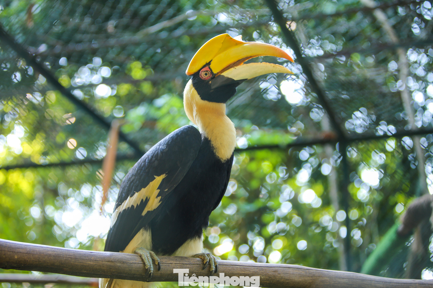 Tại Việt Nam, nhiều vùng vẫn còn chim Hồng hoàng tự nhiên, nhưng nạn buôn bán trái phép khiến loài này đứng trước nguy cơ tuyệt chủng. Trong 5 cá thể Hồng hoàng ở đây có 3 cá thể người dân tự nguyện giao nộp; 2 cá thể còn lại từ Trung tâm Cứu hộ động vật hoang dã Hà Nội chuyển giao. Tại Việt Nam, nhiều vùng vẫn còn chim Hồng hoàng tự nhiên, nhưng nạn buôn bán trái phép khiến loài này đứng trước nguy cơ tuyệt chủng. Trong 5 cá thể Hồng hoàng ở đây có 3 cá thể người dân tự nguyện giao nộp; 2 cá thể còn lại từ Trung tâm Cứu hộ động vật hoang dã Hà Nội chuyển giao.