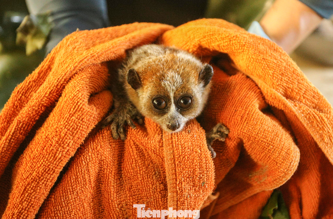 Nhiều cá thể culi cũng được cứu hộ, chăm sóc tại đây. Nhiều cá thể culi cũng được cứu hộ, chăm sóc tại đây.