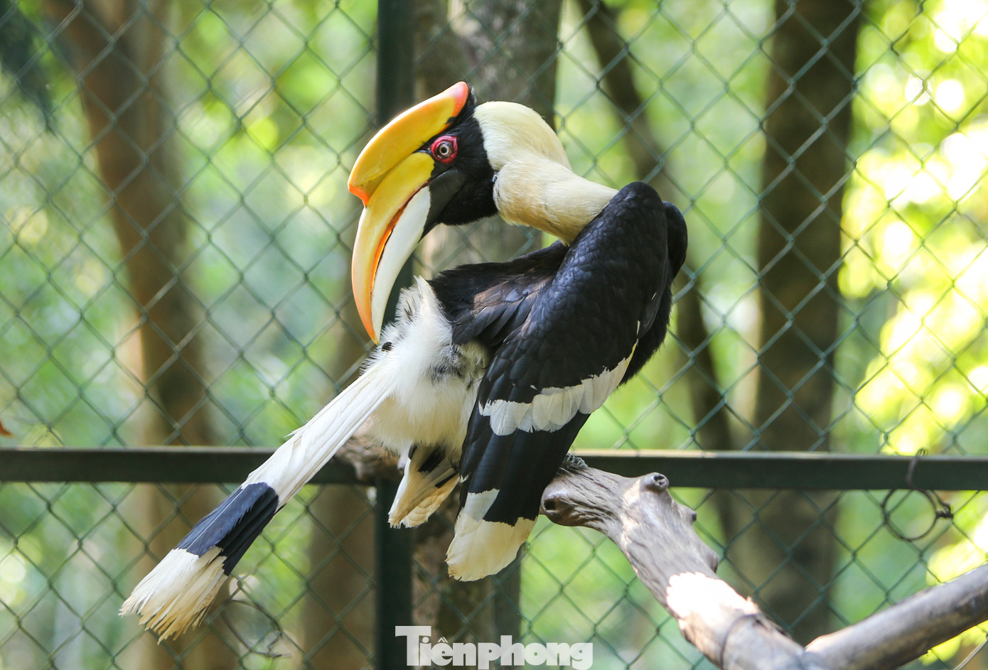 Tại Việt Nam, nhiều vùng vẫn còn chim Hồng hoàng tự nhiên, nhưng nạn buôn bán trái phép khiến loài này đứng trước nguy cơ tuyệt chủng. Trong 5 cá thể Hồng hoàng ở đây có 3 cá thể người dân tự nguyện giao nộp; 2 cá thể còn lại từ Trung tâm Cứu hộ động vật hoang dã Hà Nội chuyển giao. Tại Việt Nam, nhiều vùng vẫn còn chim Hồng hoàng tự nhiên, nhưng nạn buôn bán trái phép khiến loài này đứng trước nguy cơ tuyệt chủng. Trong 5 cá thể Hồng hoàng ở đây có 3 cá thể người dân tự nguyện giao nộp; 2 cá thể còn lại từ Trung tâm Cứu hộ động vật hoang dã Hà Nội chuyển giao.