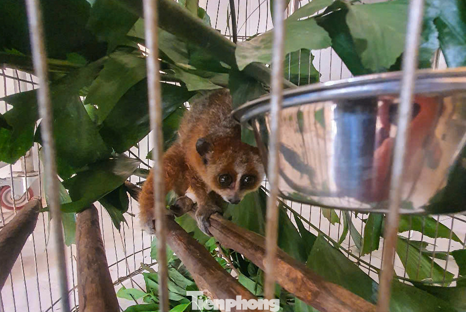 “Việc cứu hộ, cứu chữa, chăm sóc các loài động vật đã khó nhưng không làm mất đi bản tính hoang dã để thả chúng lại môi trường tự nhiên. Có nhiều cá thể bị nuôi nhốt lâu không đủ điều kiện sinh tồn ngoài tự nhiên như mất tập tính hoang dã, mất chức năng vận động được chuyển vào khu phục hồi chức năng. Trung tâm có những cách thức để phục hồi tập tính sinh thái và chức năng vận động cho chúng, rồi đưa ra khu nuôi thả bán hoang dã một thời gian để thích nghi dần, sau đó mới thả ra môi trường tự nhiên” ông Trần Ngọc Anh - Giám đốc Trung tâm Cứu hộ, bảo tồn và Phát triển sinh vật cho biết. “Việc cứu hộ, cứu chữa, chăm sóc các loài động vật đã khó nhưng không làm mất đi bản tính hoang dã để thả chúng lại môi trường tự nhiên. Có nhiều cá thể bị nuôi nhốt lâu không đủ điều kiện sinh tồn ngoài tự nhiên như mất tập tính hoang dã, mất chức năng vận động được chuyển vào khu phục hồi chức năng. Trung tâm có những cách thức để phục hồi tập tính sinh thái và chức năng vận động cho chúng, rồi đưa ra khu nuôi thả bán hoang dã một thời gian để thích nghi dần, sau đó mới thả ra môi trường tự nhiên” ông Trần Ngọc Anh - Giám đốc Trung tâm Cứu hộ, bảo tồn và Phát triển sinh vật cho biết.