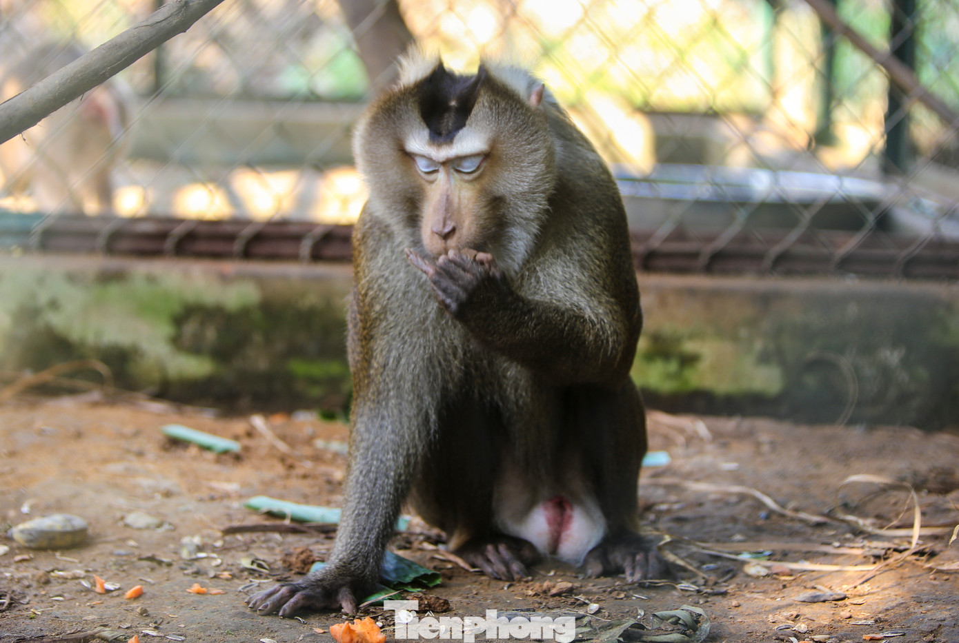 Ngoài các loài động vật có trong sách đỏ, trung tâm hiện còn thực hiện chăm sóc, nuôi dưỡng các cá thể động vật khác như: Khỉ, cầy vòi hương, rùa,… Ông Phạm Kim Vương - Phụ trách phòng Cứu hộ động vật thuộc Trung tâm Cứu hộ, bảo tồn và phát triển sinh vật (VQG Phong Nha - Kẻ Bàng) cho biết, đơn vị đang cứu hộ 75 cá thể thuộc 21 loài, trong đó có nhiều loài nguy cấp, quý, hiếm. Các loài sẽ được nuôi dưỡng, chăm sóc để phục hồi bản năng và thả về tự nhiên. Ngoài các loài động vật có trong sách đỏ, trung tâm hiện còn thực hiện chăm sóc, nuôi dưỡng các cá thể động vật khác như: Khỉ, cầy vòi hương, rùa,… Ông Phạm Kim Vương - Phụ trách phòng Cứu hộ động vật thuộc Trung tâm Cứu hộ, bảo tồn và phát triển sinh vật (VQG Phong Nha - Kẻ Bàng) cho biết, đơn vị đang cứu hộ 75 cá thể thuộc 21 loài, trong đó có nhiều loài nguy cấp, quý, hiếm. Các loài sẽ được nuôi dưỡng, chăm sóc để phục hồi bản năng và thả về tự nhiên.