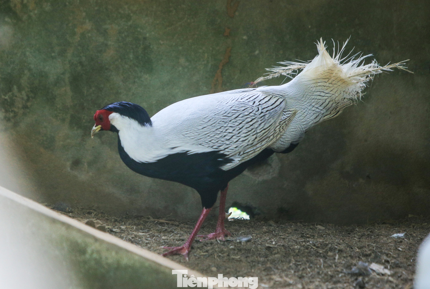 Hay loài gà lôi trắng. Hay loài gà lôi trắng.