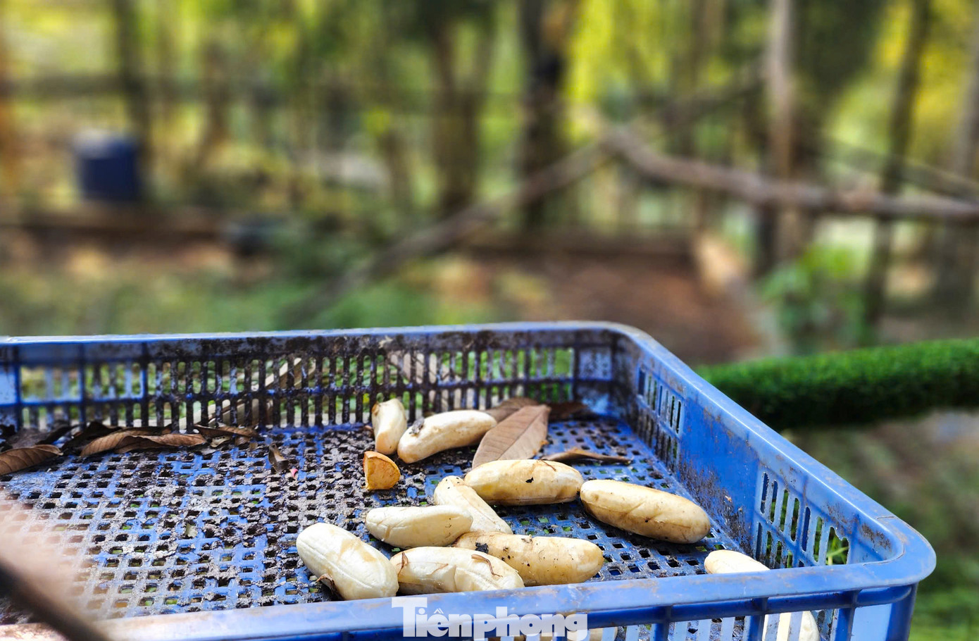 Chim Hồng Hoàng là một loài ăn tạp và có chế độ ăn rất phong phú. Chúng chủ yếu ăn trái cây, quả mọng, hạt và côn trùng. Các cá thể Hồng hoàng được chăm nuôi trong lồng sắt lớn, tạo môi trường gần giống với tự nhiên nhằm giúp phục hồi tập tính. Hồi tháng 8/2023, cặp chim Hồng hoàng ở VQG Phong Nha - Kẻ Bàng được thả về tự nhiên sau 4 năm chăm sóc, phục hồi bản năng Chim Hồng Hoàng là một loài ăn tạp và có chế độ ăn rất phong phú. Chúng chủ yếu ăn trái cây, quả mọng, hạt và côn trùng. Các cá thể Hồng hoàng được chăm nuôi trong lồng sắt lớn, tạo môi trường gần giống với tự nhiên nhằm giúp phục hồi tập tính. Hồi tháng 8/2023, cặp chim Hồng hoàng ở VQG Phong Nha - Kẻ Bàng được thả về tự nhiên sau 4 năm chăm sóc, phục hồi bản năng