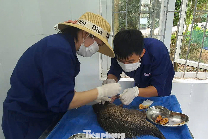 “Việc cứu hộ, cứu chữa, chăm sóc các loài động vật đã khó nhưng không làm mất đi bản tính hoang dã để thả chúng lại môi trường tự nhiên. Có nhiều cá thể bị nuôi nhốt lâu không đủ điều kiện sinh tồn ngoài tự nhiên như mất tập tính hoang dã, mất chức năng vận động được chuyển vào khu phục hồi chức năng. Trung tâm có những cách thức để phục hồi tập tính sinh thái và chức năng vận động cho chúng, rồi đưa ra khu nuôi thả bán hoang dã một thời gian để thích nghi dần, sau đó mới thả ra môi trường tự nhiên” ông Trần Ngọc Anh - Giám đốc Trung tâm Cứu hộ, bảo tồn và Phát triển sinh vật cho biết. “Việc cứu hộ, cứu chữa, chăm sóc các loài động vật đã khó nhưng không làm mất đi bản tính hoang dã để thả chúng lại môi trường tự nhiên. Có nhiều cá thể bị nuôi nhốt lâu không đủ điều kiện sinh tồn ngoài tự nhiên như mất tập tính hoang dã, mất chức năng vận động được chuyển vào khu phục hồi chức năng. Trung tâm có những cách thức để phục hồi tập tính sinh thái và chức năng vận động cho chúng, rồi đưa ra khu nuôi thả bán hoang dã một thời gian để thích nghi dần, sau đó mới thả ra môi trường tự nhiên” ông Trần Ngọc Anh - Giám đốc Trung tâm Cứu hộ, bảo tồn và Phát triển sinh vật cho biết.