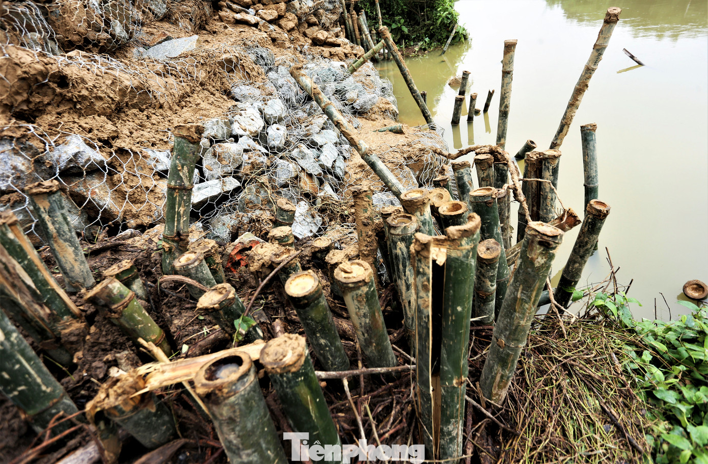 Cọc tre, rọ thép, đá hộc được gia cố để chống sạt lở.