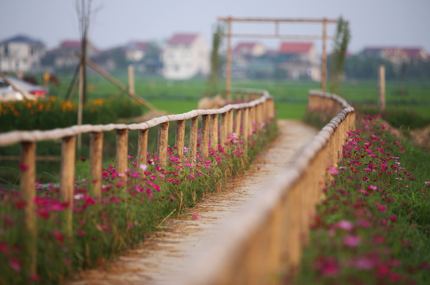 Những con đường ven bờ ruộng nở rộ hoa sao nhái, cúc đủ màu sắc, thu hút nhiều người.