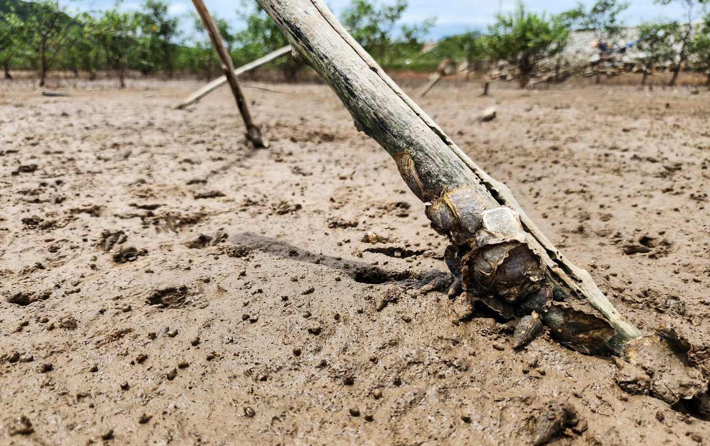 Cuối năm 2024, Sở Khoa học và Công nghệ Hà Tĩnh đã phối hợp với Trung tâm bảo tồn thiên nhiên và phát triển (CCD) cùng các chuyên gia về ngành nông nghiệp đã nghiên cứu, chỉ ra nguyên nhân gây hại rừng ngập mặn tại Hà Tĩnh và đề xuất các phương án phục hồi rừng.