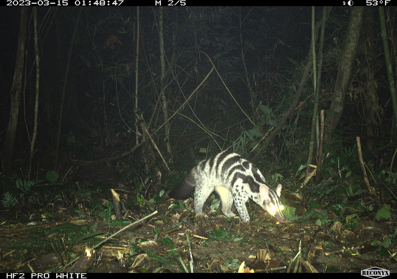 Cầy vằn bắc là loài thường sống trong các khu rừng và thung lũng có cây gỗ ở ven sông thuộc miền Bắc Việt Nam, bắc Lào và Hoa Nam. Đây là loài có kích thước trung bình, dài khoảng 57 cm, đuôi dài 43 cm. Việc phát hiện cầy vằn bắc tại Vườn Quốc gia Vũ Quang có ý nghĩa quan trọng trong việc bảo tồn đa dạng sinh học.