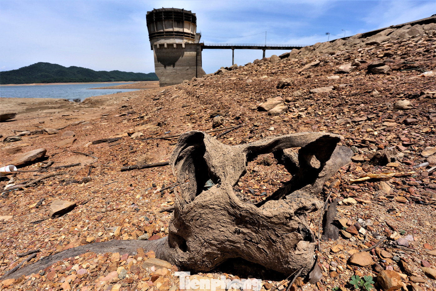 Những gốc cây lộ ra khi lòng hồ cạn trơ đáy.