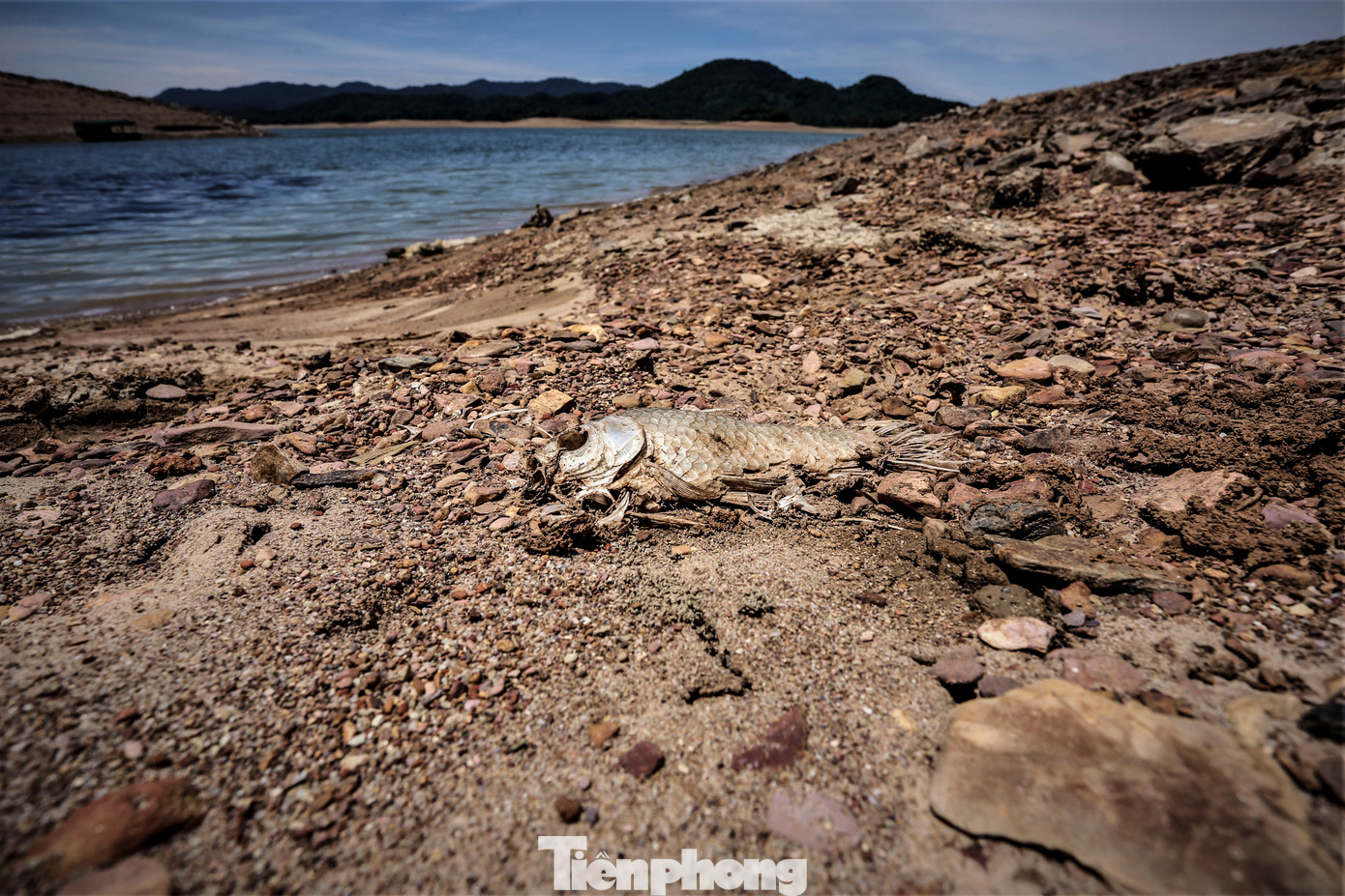 Mực nước xuống thấp cùng thời tiết nắng nóng khiến một số loài cá tự nhiên trong hồ chết trơ xương.