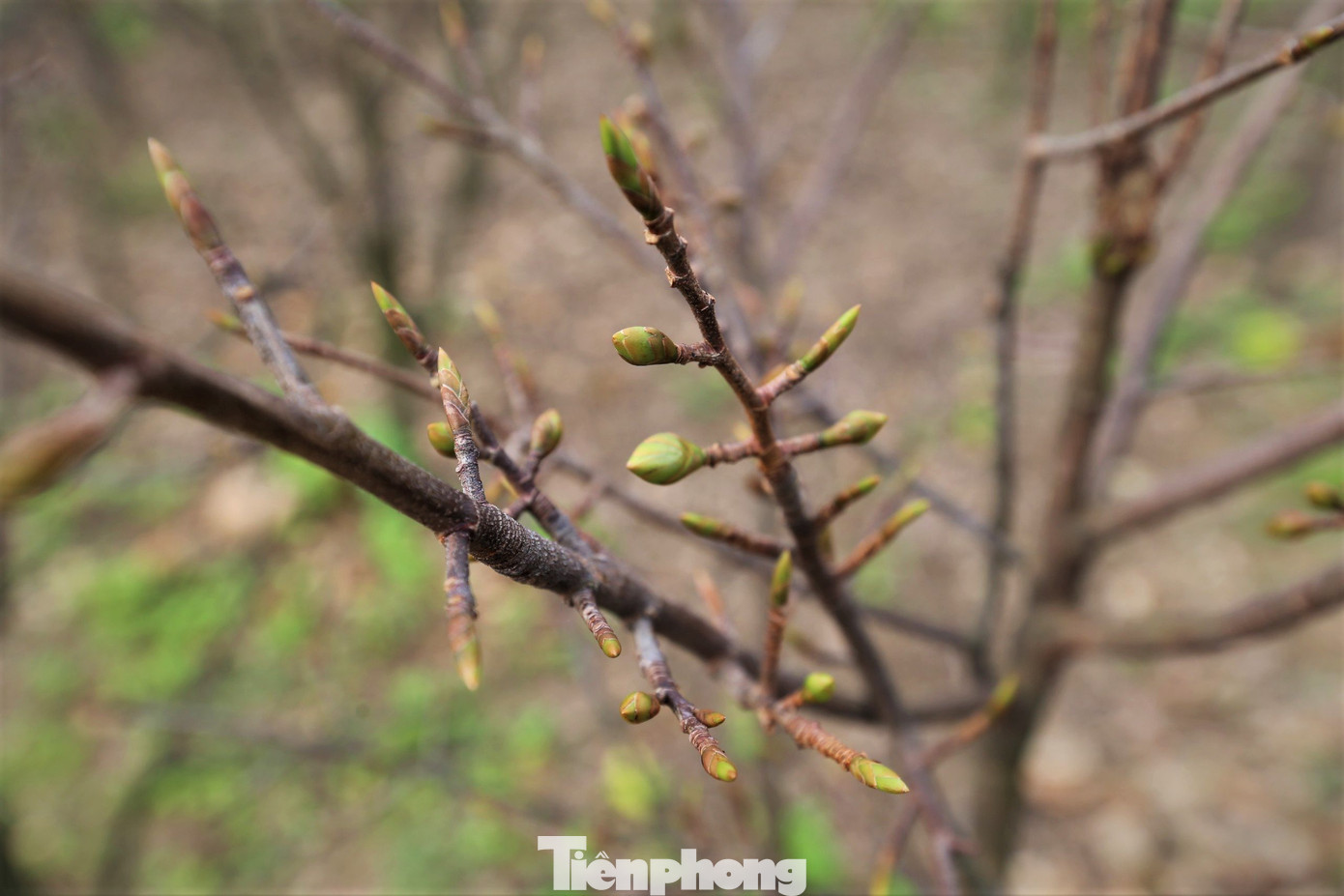 "Loại mai được trồng ở vùng Kỳ Nam là mai vàng 5 cánh, khi hoa bung nở có mùi thơm nhẹ và hoa bền. Do là mai bản địa, phù hợp với khí hậu khắc nghiệt, do vậy nhiều năm gần đây thị trường chơi mai Tết rất chuộng", ông Nguyễn Viết Xuân (50 tuổi, trú thôn Tân Thành, xã Kỳ Nam) nói.