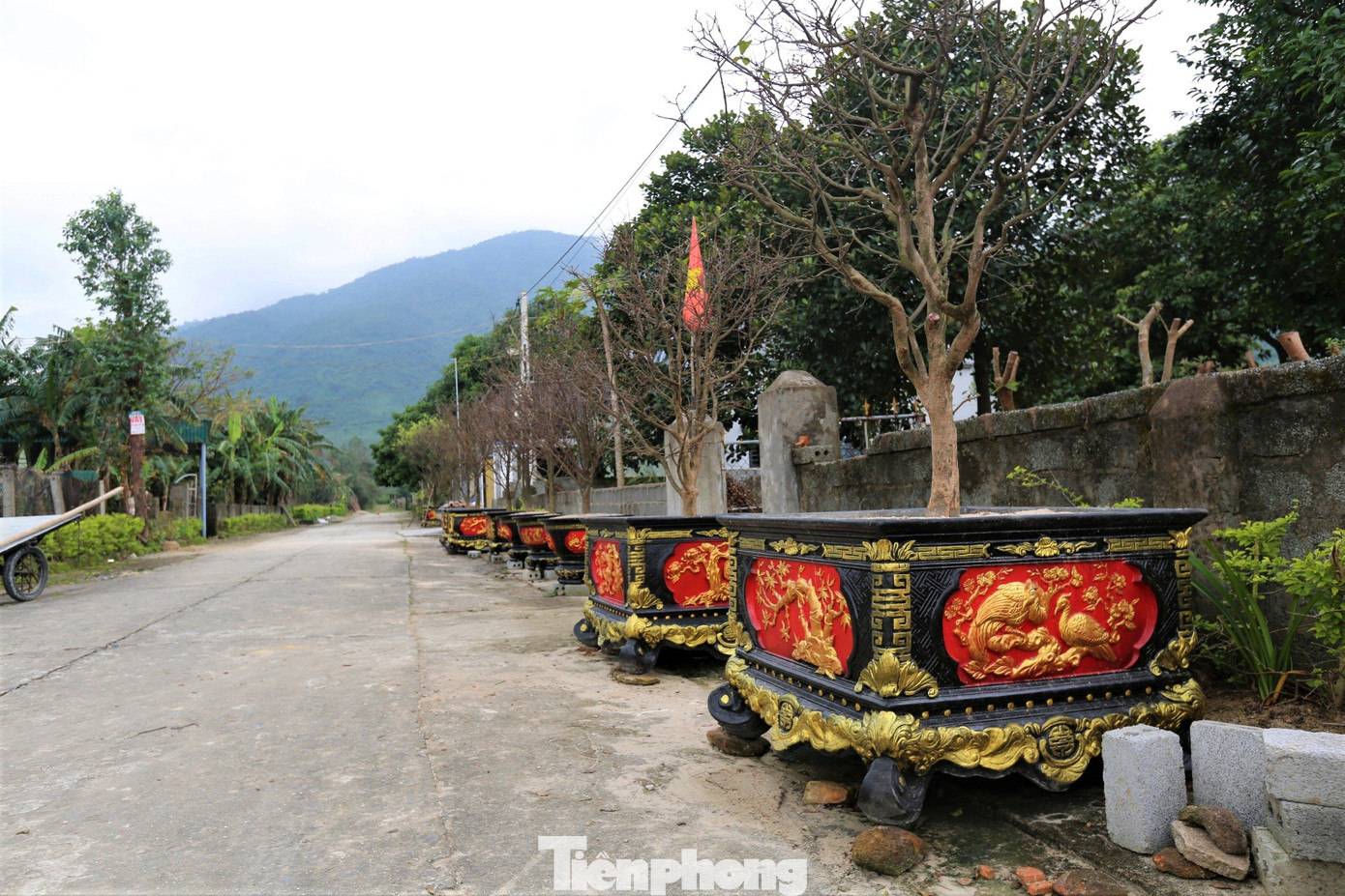 Dịp này, hai bên đường vào thủ phủ mai vàng Kỳ Nam, người dân đã trồng mai vào chậu, bày bán.