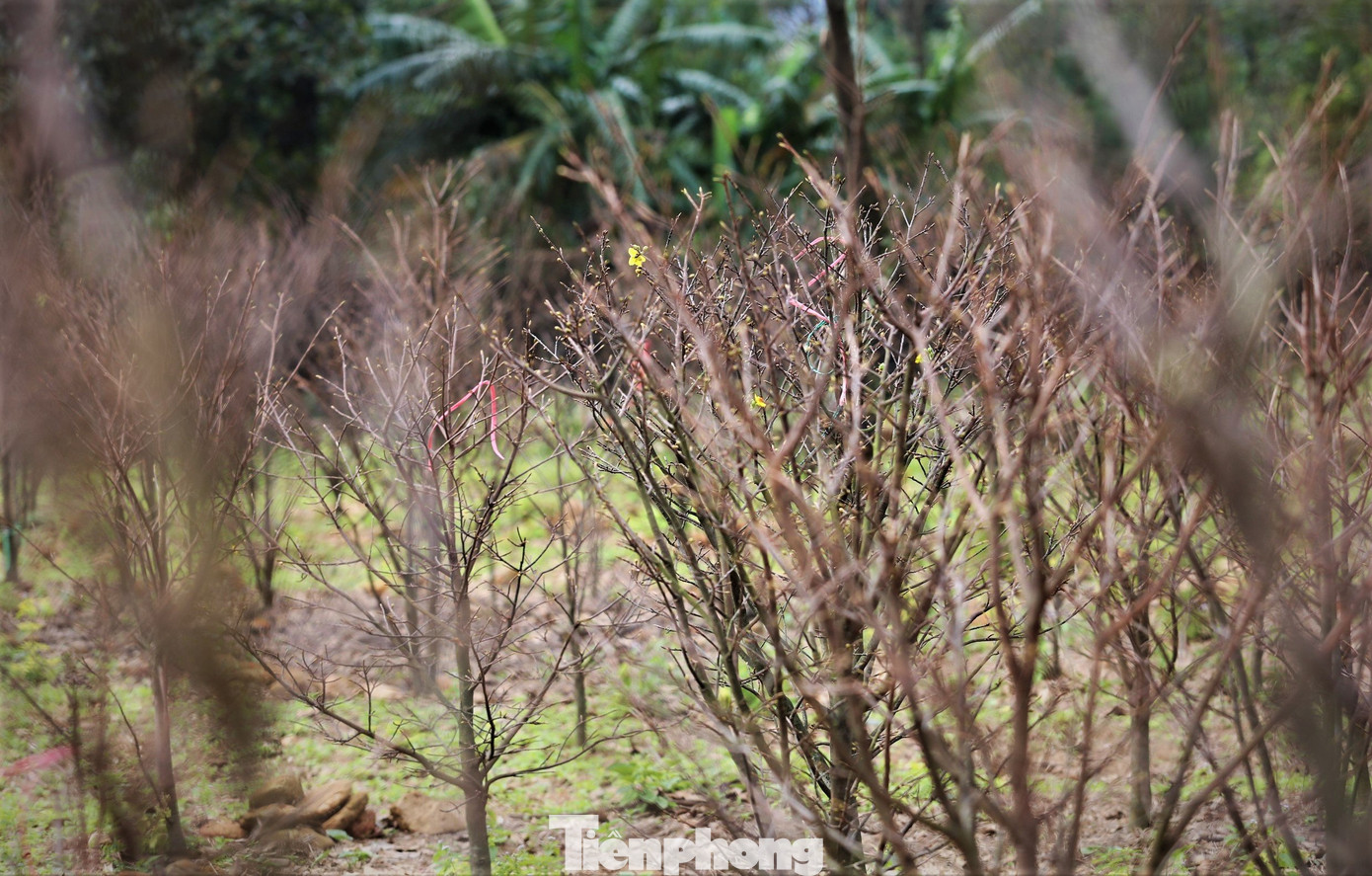 Hiện các gốc mai trong vườn của người dân đều phát triển tốt, dự báo tỷ lệ ra hoa đúng thời điểm Tết sẽ cao hơn nhiều so với năm ngoái.