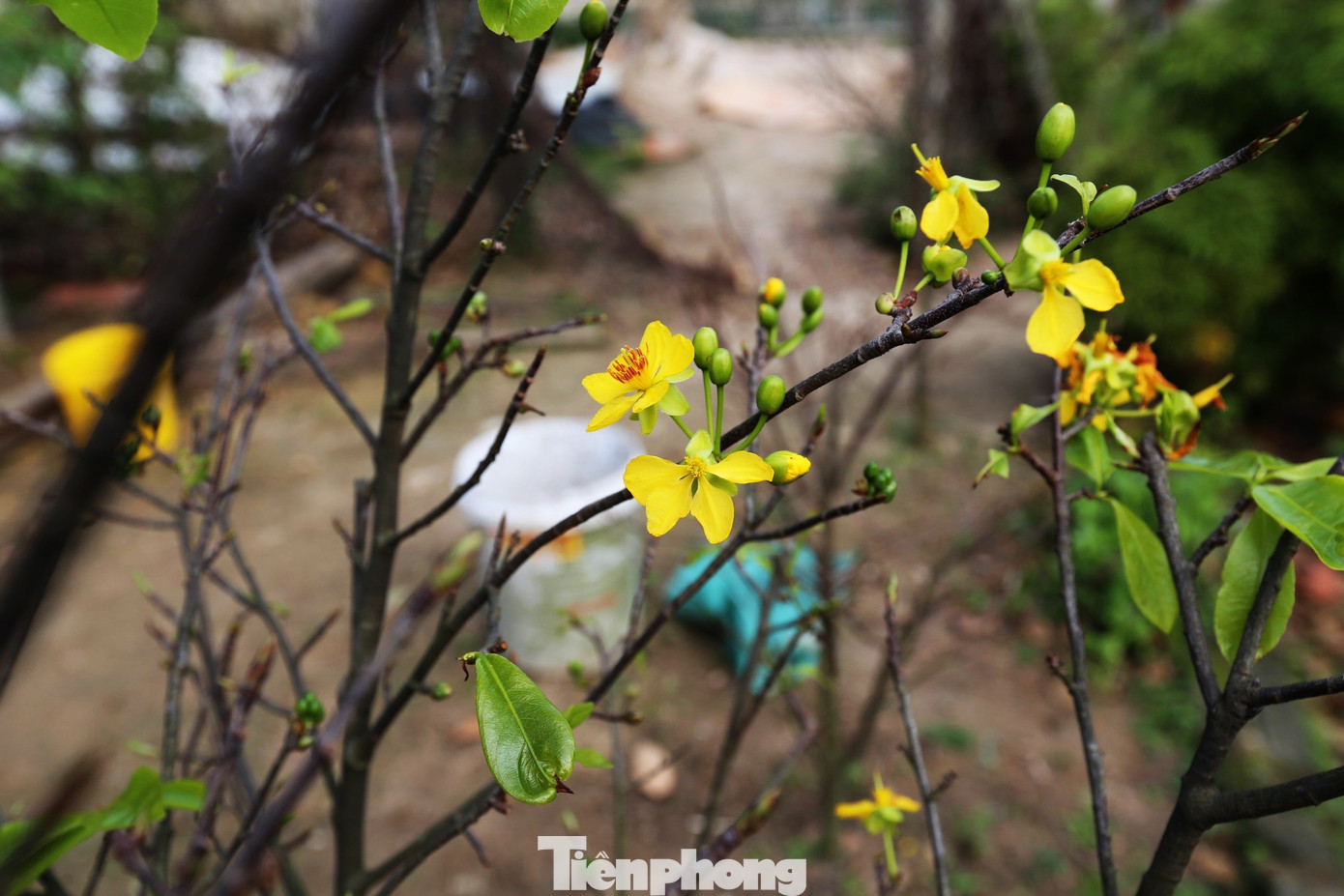 Theo người dân địa phương, thời tiết những tháng cuối năm nay khá thuận lợi nên cây mai của các nhà vườn sinh trưởng tốt, búp to, dự kiến nở đúng dịp Tết Nguyên đán.