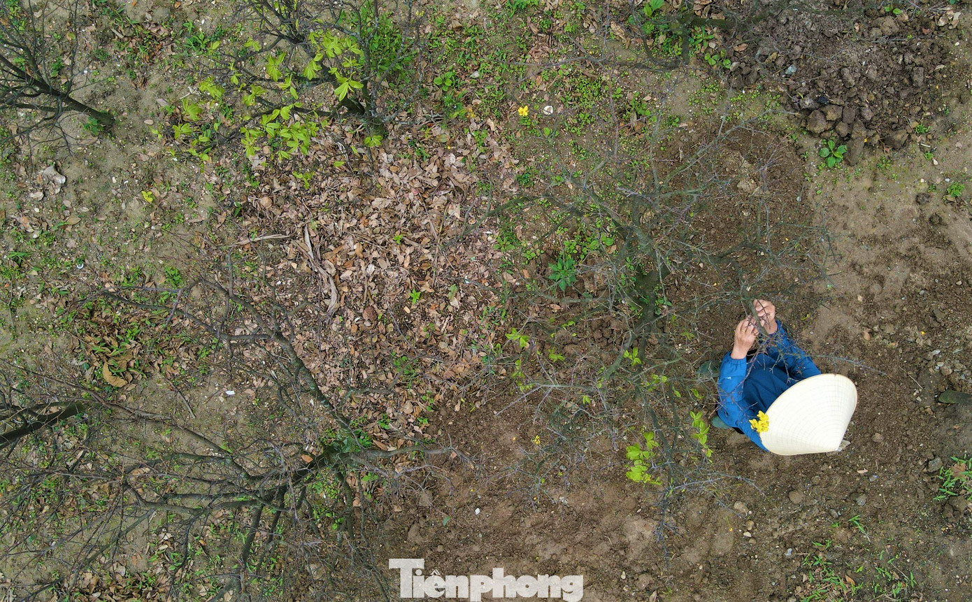 Xã Kỳ Nam, thị xã Kỳ Anh (Hà Tĩnh) có hơn 150 hộ dân trồng mai, tổng diện tích đạt gần 7,5ha, với khoảng 37.000 cây. Địa phương nằm dưới chân núi Hoành Sơn được xem là thủ phủ mai vàng ở Hà Tĩnh.