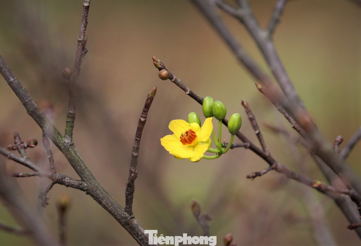 "Loại mai được trồng ở vùng Kỳ Nam là mai vàng 5 cánh, khi hoa bung nở có mùi thơm nhẹ và hoa bền. Do là mai bản địa, phù hợp với khí hậu khắc nghiệt, do vậy nhiều năm gần đây thị trường chơi mai Tết rất chuộng", ông Nguyễn Viết Xuân (50 tuổi, trú thôn Tân Thành, xã Kỳ Nam) nói.