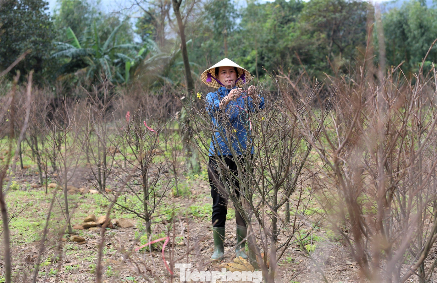 Vườn gia đình bà Bùi Thị Bình (thôn Tân Tiến, xã Kỳ Nam) năm nay cho ra thị trường Tết hơn 1.000 gốc mai, trong đó có nhiều gốc đã được khách hàng đặt mua.