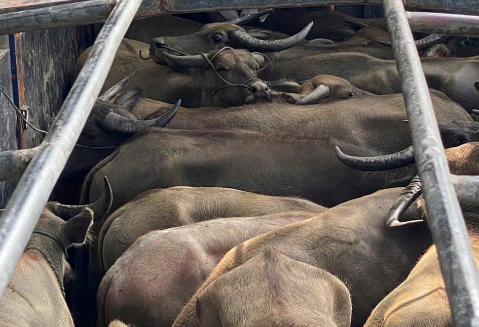 Hàng chục con trâu không rõ nguồn gốc, không có giấy tờ kiểm dịch.
