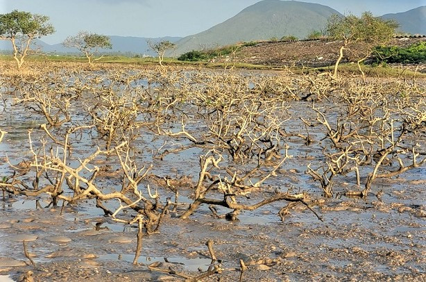 Sau gần 2 năm, nguyên nhân rừng ngập mặn chết chưa được làm rõ.