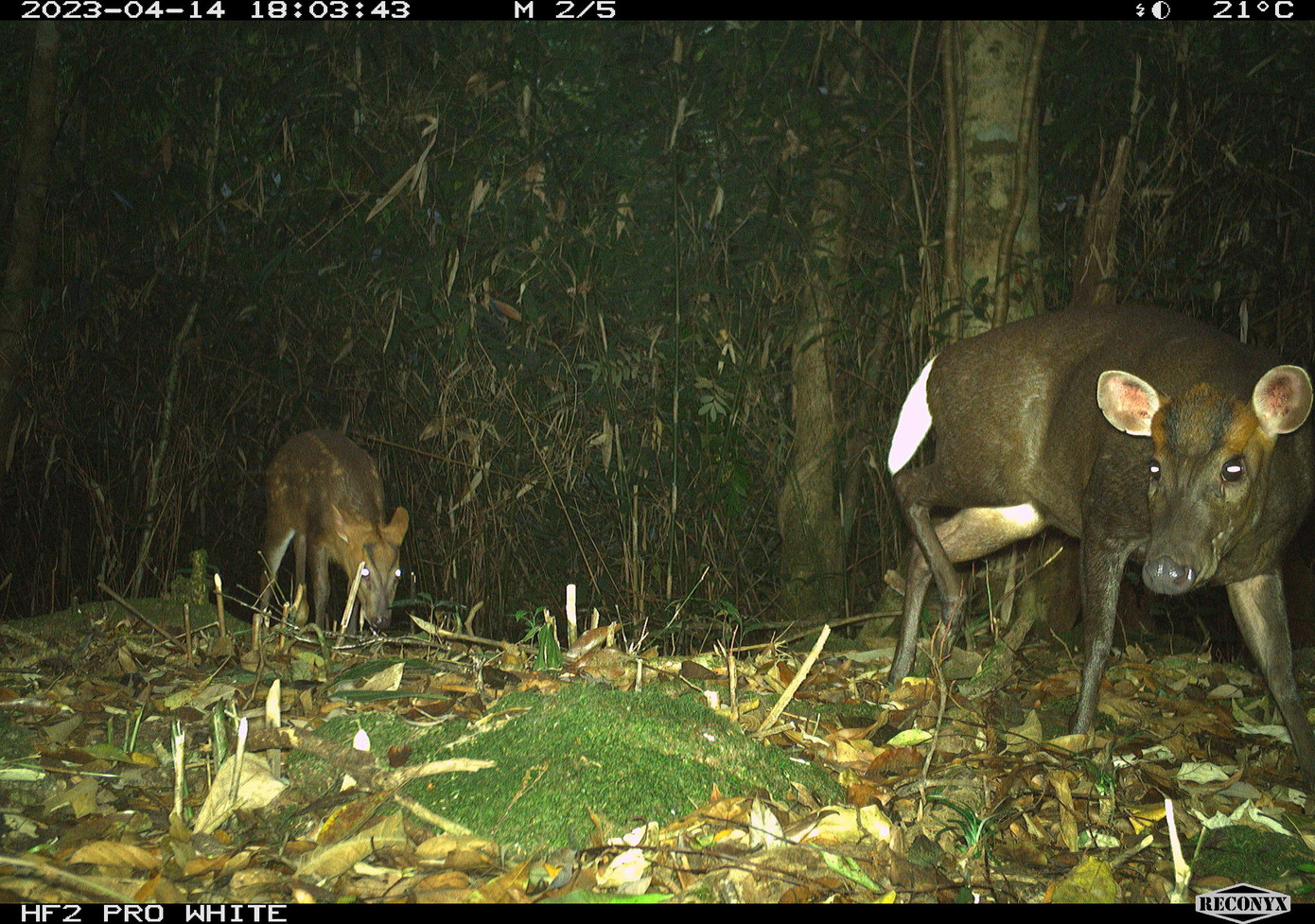 Đặc biệt, một số loài rất quan trọng cho công tác bảo tồn tại khu vực, cần có các phương án bảo vệ nghiêm ngặt, như: Mang lớn (một dạng hươu), mang Trường Sơn, thỏ vằn Trường Sơn, cầy vằn Bắc, voi châu Á.