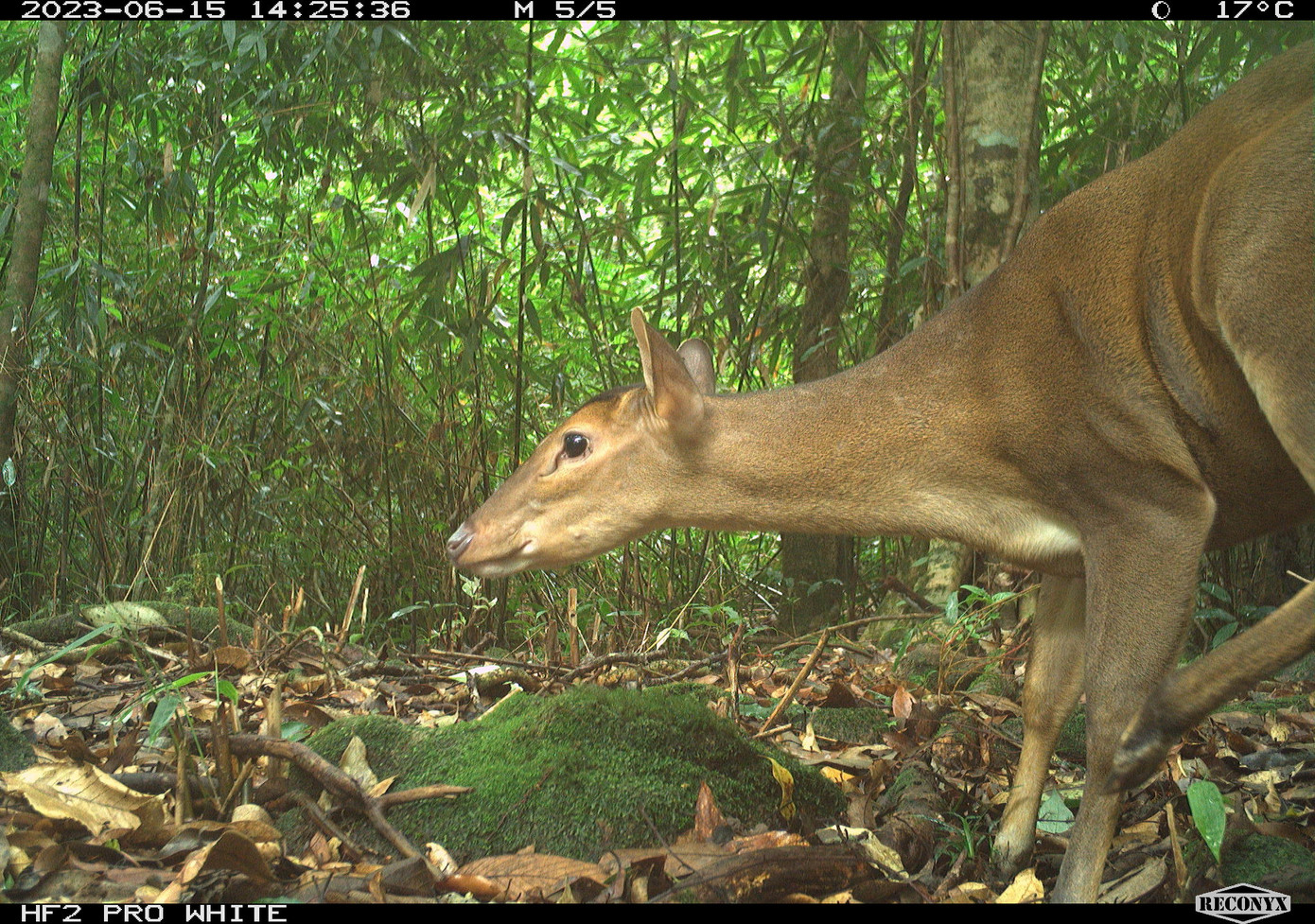 Đặc biệt, một số loài rất quan trọng cho công tác bảo tồn tại khu vực, cần có các phương án bảo vệ nghiêm ngặt, như: Mang lớn (một dạng hươu), mang Trường Sơn, thỏ vằn Trường Sơn, cầy vằn Bắc, voi châu Á.