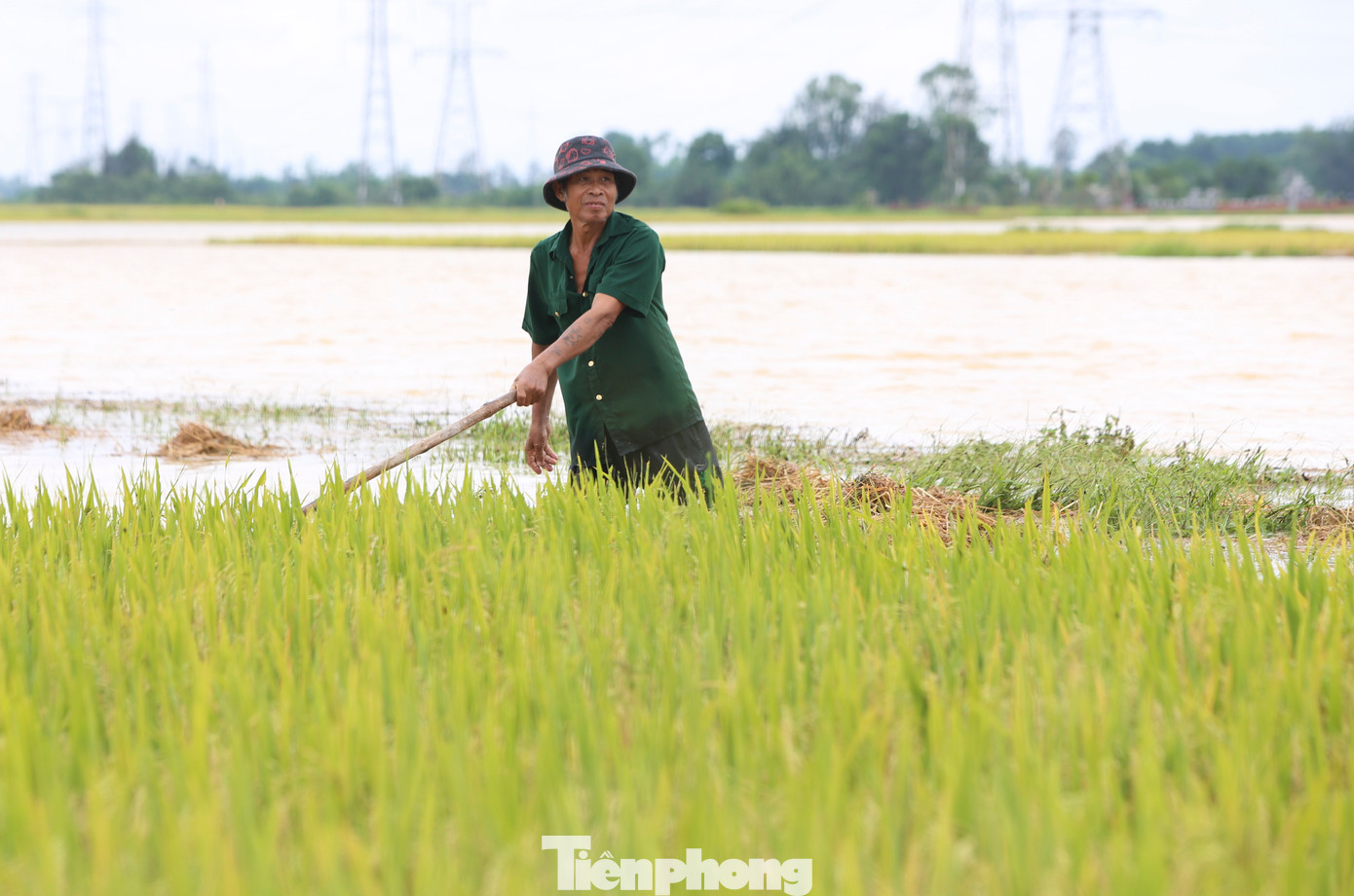 Dù phải ngâm mình nhiều giờ trong biển nước mênh mông, người dân cũng phải chấp nhận, vì đây là cách duy nhất để cứu số lúa xuân chưa thể thu hoạch. Dù phải ngâm mình nhiều giờ trong biển nước mênh mông, người dân cũng phải chấp nhận, vì đây là cách duy nhất để cứu số lúa xuân chưa thể thu hoạch.