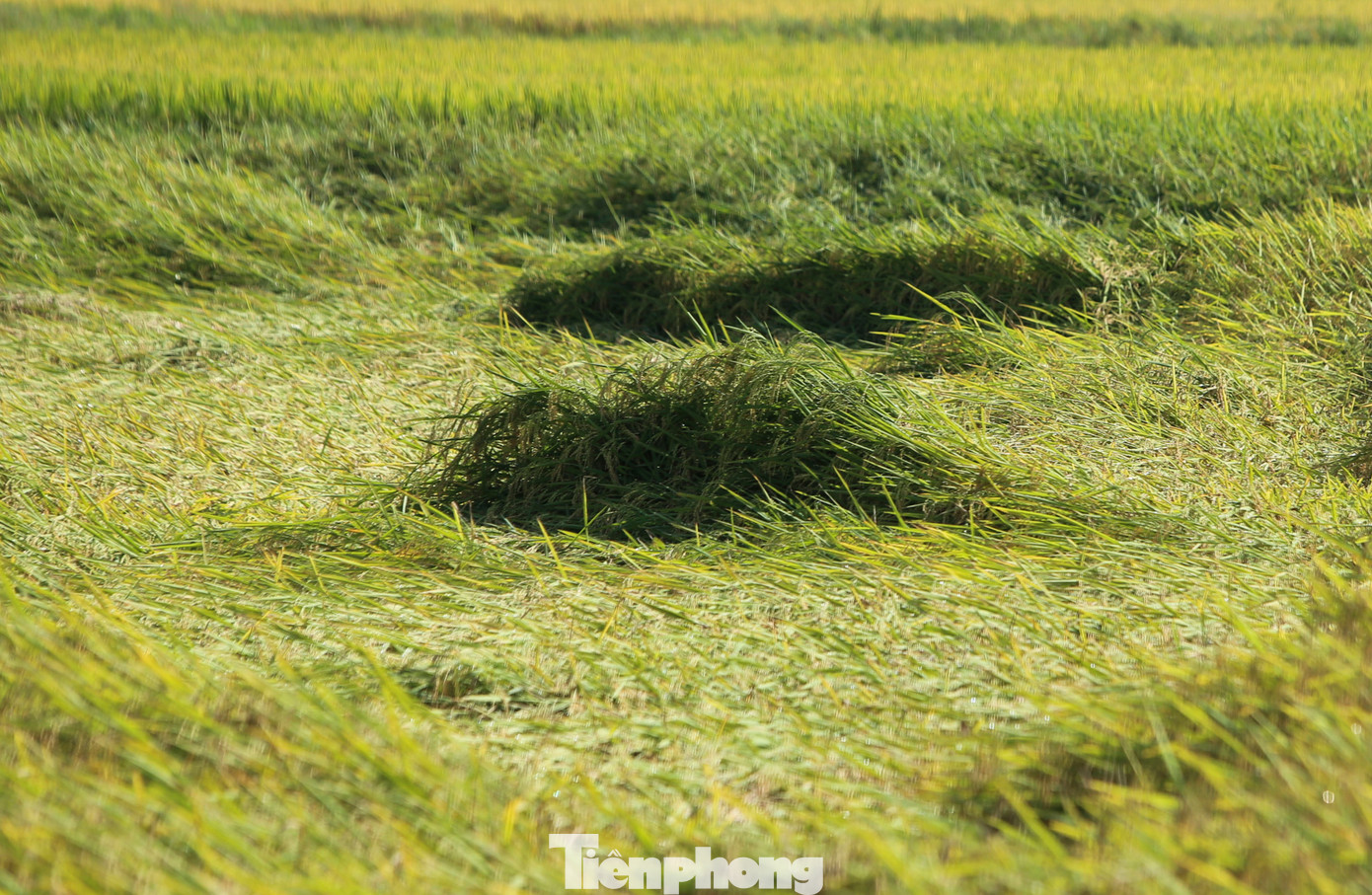 Một số diện tích không ngập nước cũng bị ngã đổ, dễ mọc mầm. Một số diện tích không ngập nước cũng bị ngã đổ, dễ mọc mầm.