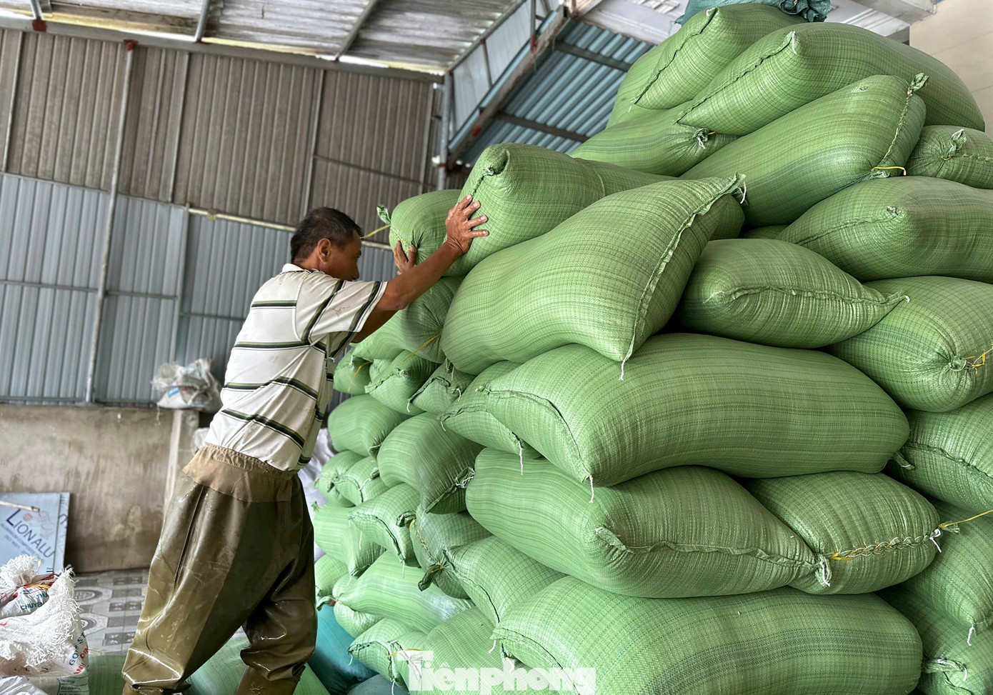 Huyện Cẩm Xuyên thống kê đợt mưa lũ vừa qua đã khiến hơn 1.800 tấn lúa xuân vừa thu hoạch của bà con Cẩm Xuyên bị ngấm nước hoàn toàn. Đây không chỉ là con số thiệt hại về sản lượng mà còn là nỗi lo canh cánh của người dân về nguy cơ mất trắng vụ mùa. Huyện Cẩm Xuyên thống kê đợt mưa lũ vừa qua đã khiến hơn 1.800 tấn lúa xuân vừa thu hoạch của bà con Cẩm Xuyên bị ngấm nước hoàn toàn. Đây không chỉ là con số thiệt hại về sản lượng mà còn là nỗi lo canh cánh của người dân về nguy cơ mất trắng vụ mùa.