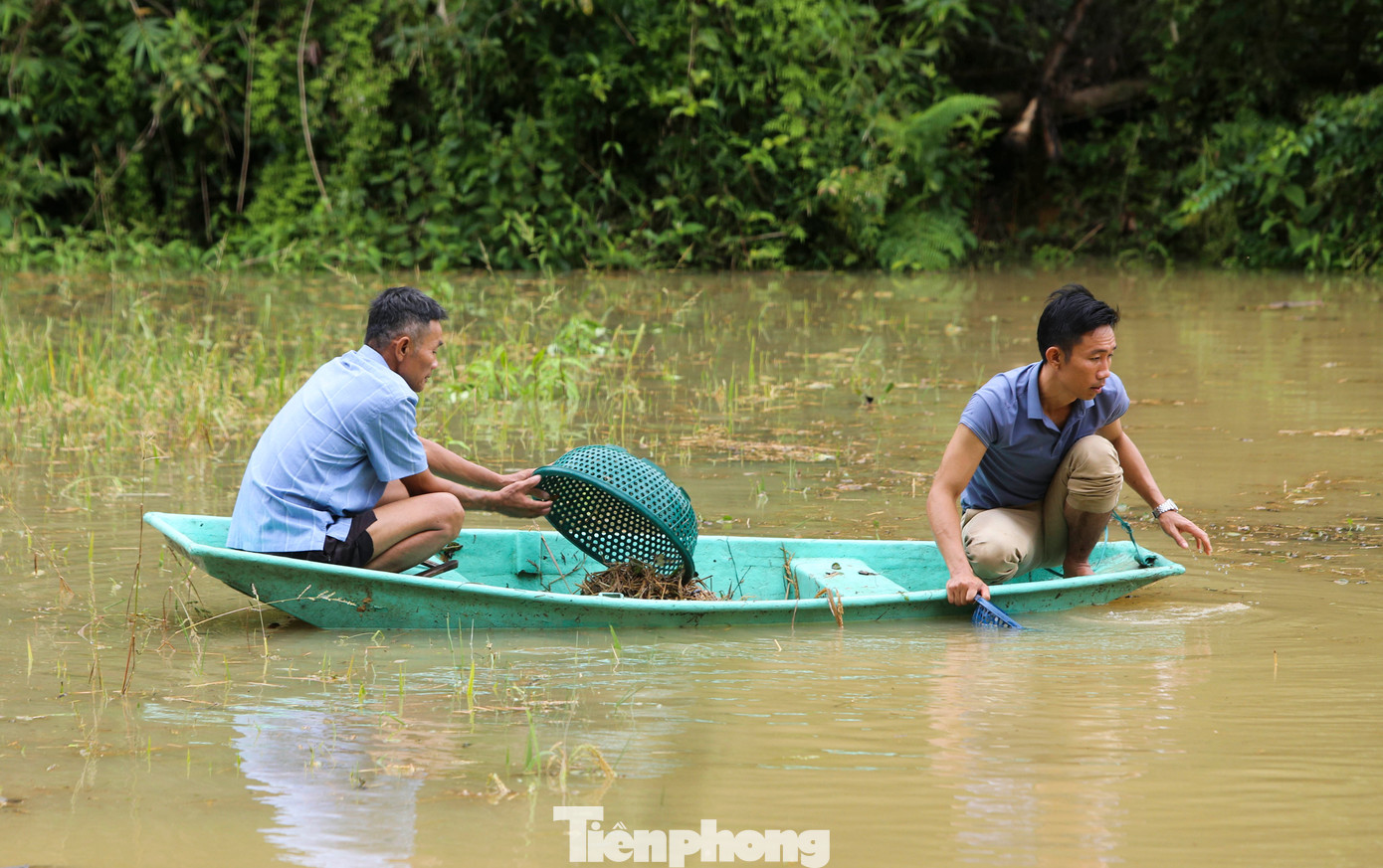 Các ruộng bị ngập sâu người dân phải dùng thuyền để vớt rác, rơm rạ, bèo cứu lúa. Các ruộng bị ngập sâu người dân phải dùng thuyền để vớt rác, rơm rạ, bèo cứu lúa.