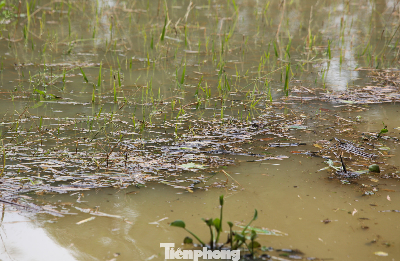 Bèo tây, rơm rạ bủa vây các ruộng lúa chưa kịp gặt. Bèo tây, rơm rạ bủa vây các ruộng lúa chưa kịp gặt.