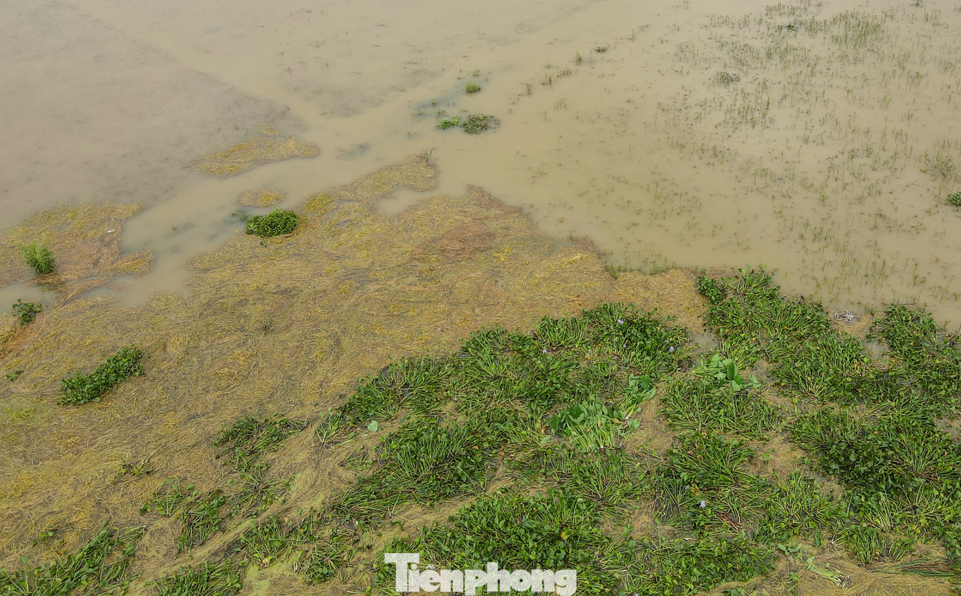 Bèo tây, rơm rạ bủa vây các ruộng lúa chưa kịp gặt. Bèo tây, rơm rạ bủa vây các ruộng lúa chưa kịp gặt.