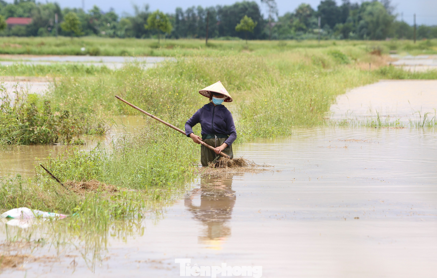 Dù phải ngâm mình nhiều giờ trong biển nước mênh mông, người dân cũng phải chấp nhận, vì đây là cách duy nhất để cứu số lúa xuân chưa thể thu hoạch. Dù phải ngâm mình nhiều giờ trong biển nước mênh mông, người dân cũng phải chấp nhận, vì đây là cách duy nhất để cứu số lúa xuân chưa thể thu hoạch.