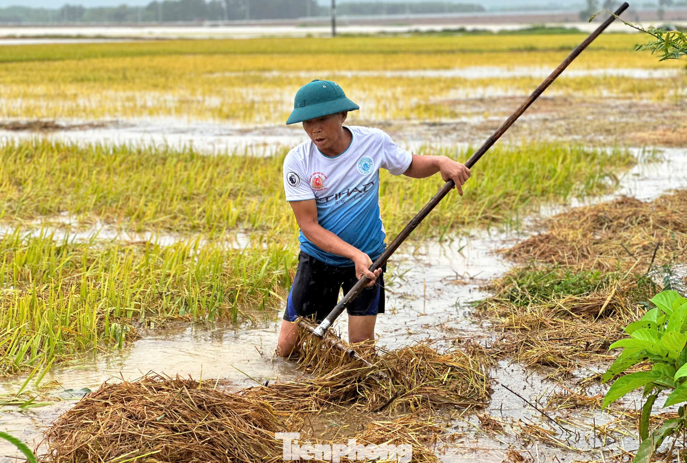 “Tôi cố gắng vớt được bao nhiêu thì vớt, chứ cứ để vậy xót lắm, tiếc cho công sức gieo cấy, chăm bón mấy tháng qua”, ông Nguyễn Hữu Bình (SN 1970, trú xã Cẩm Quan, huyện Cẩm Xuyên) cho hay. “Tôi cố gắng vớt được bao nhiêu thì vớt, chứ cứ để vậy xót lắm, tiếc cho công sức gieo cấy, chăm bón mấy tháng qua”, ông Nguyễn Hữu Bình (SN 1970, trú xã Cẩm Quan, huyện Cẩm Xuyên) cho hay.