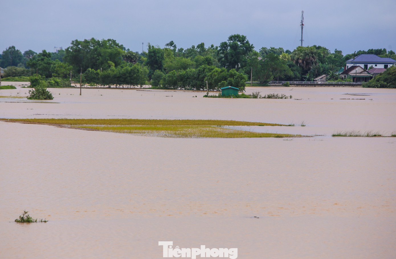Một số ruộng lúa ngập trong biển nước. Trường hợp lâu ngày, số lúa này gần như sẽ hư hỏng. Một số ruộng lúa ngập trong biển nước. Trường hợp lâu ngày, số lúa này gần như sẽ hư hỏng.