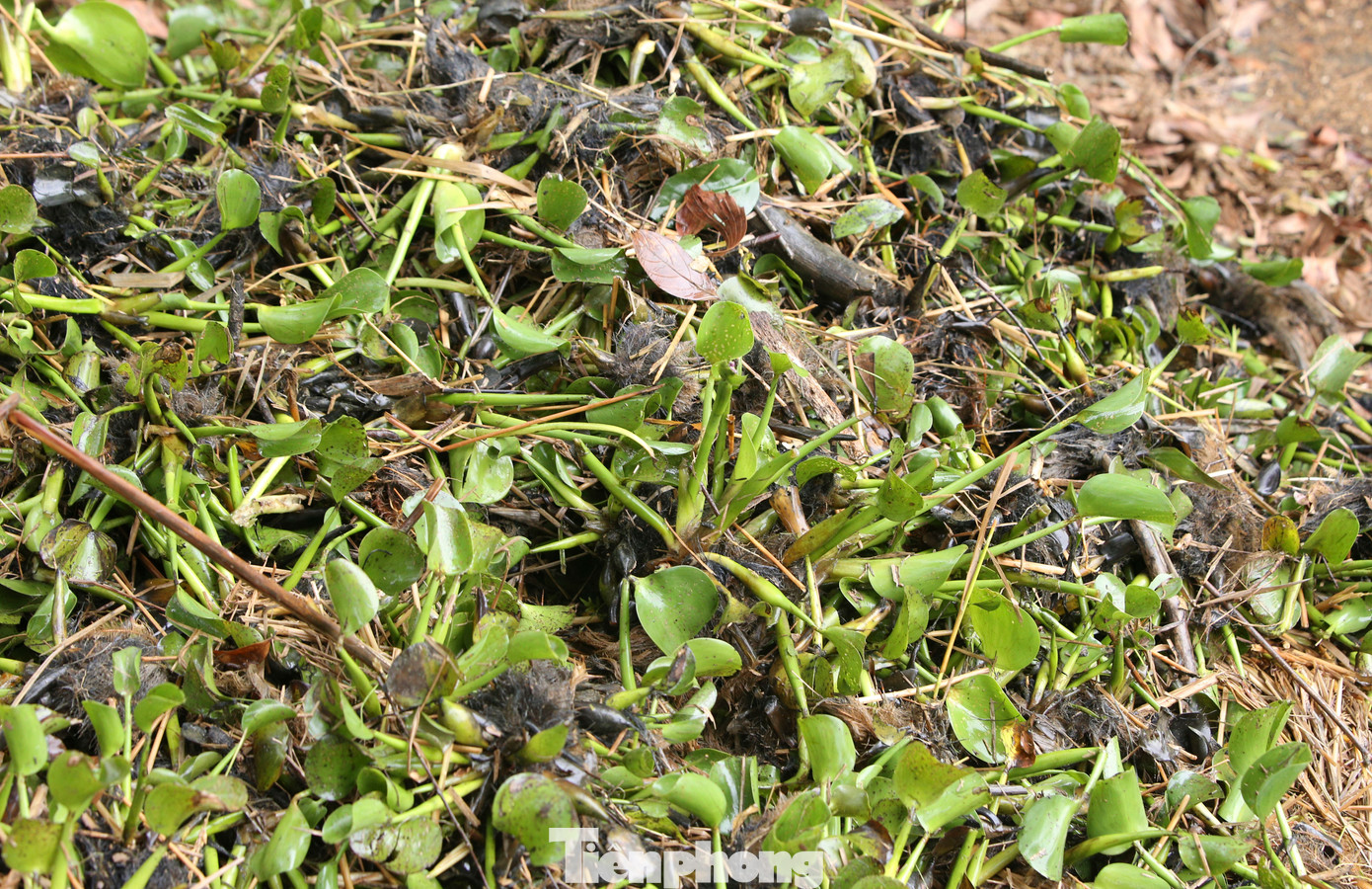Bèo tây, rơm rạ bủa vây các ruộng lúa chưa kịp gặt. Bèo tây, rơm rạ bủa vây các ruộng lúa chưa kịp gặt.