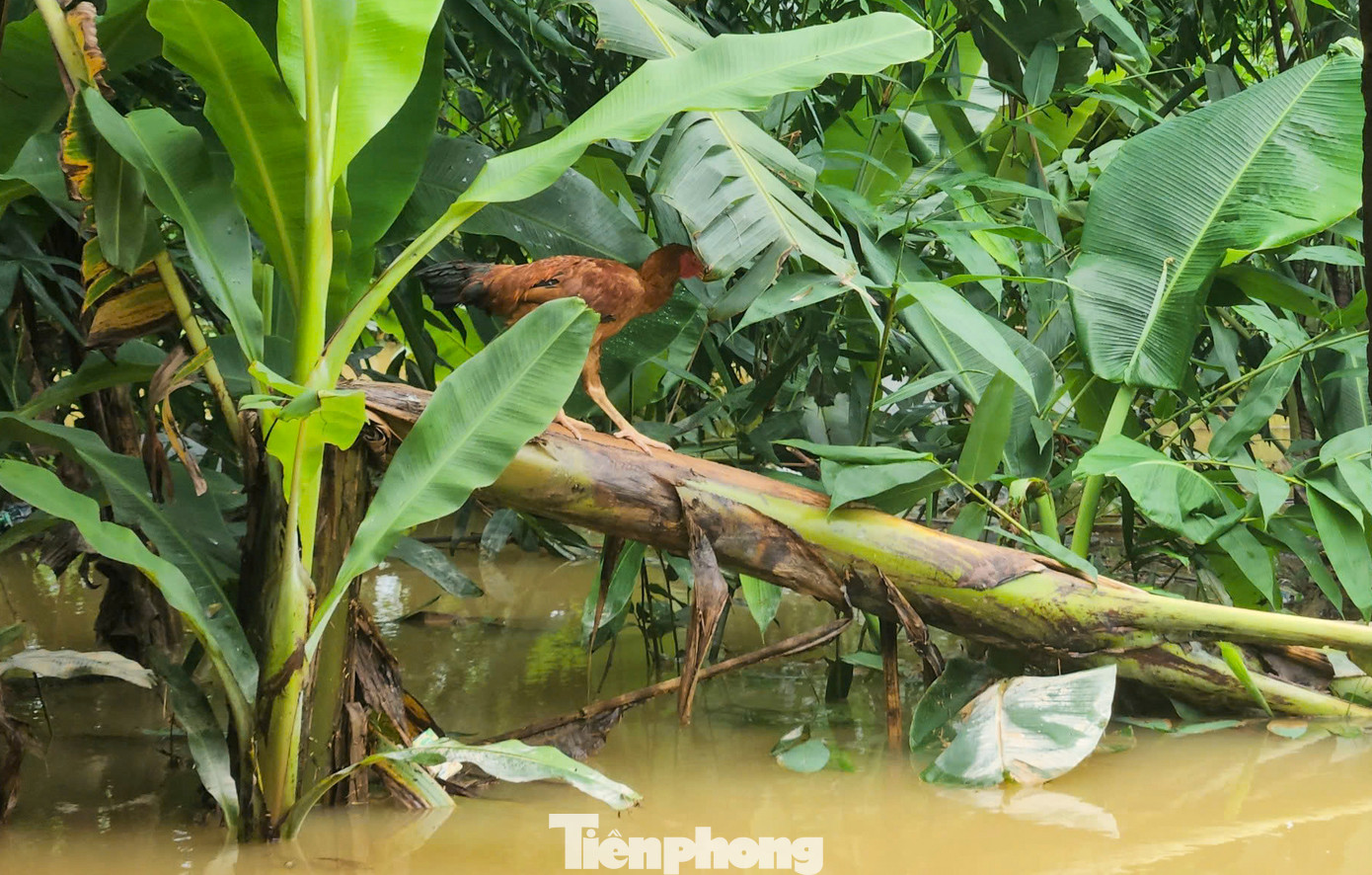 Theo thống kê sơ bộ, toàn huyện Cẩm Xuyên có 690 ha lúa bị ngập, hơn 1.800 tấn lúa bị ướt nước, hơn 175 ha hoa màu bị hư hỏng, hơn 11.000 con gia súc, gia cầm bị cuốn trôi...