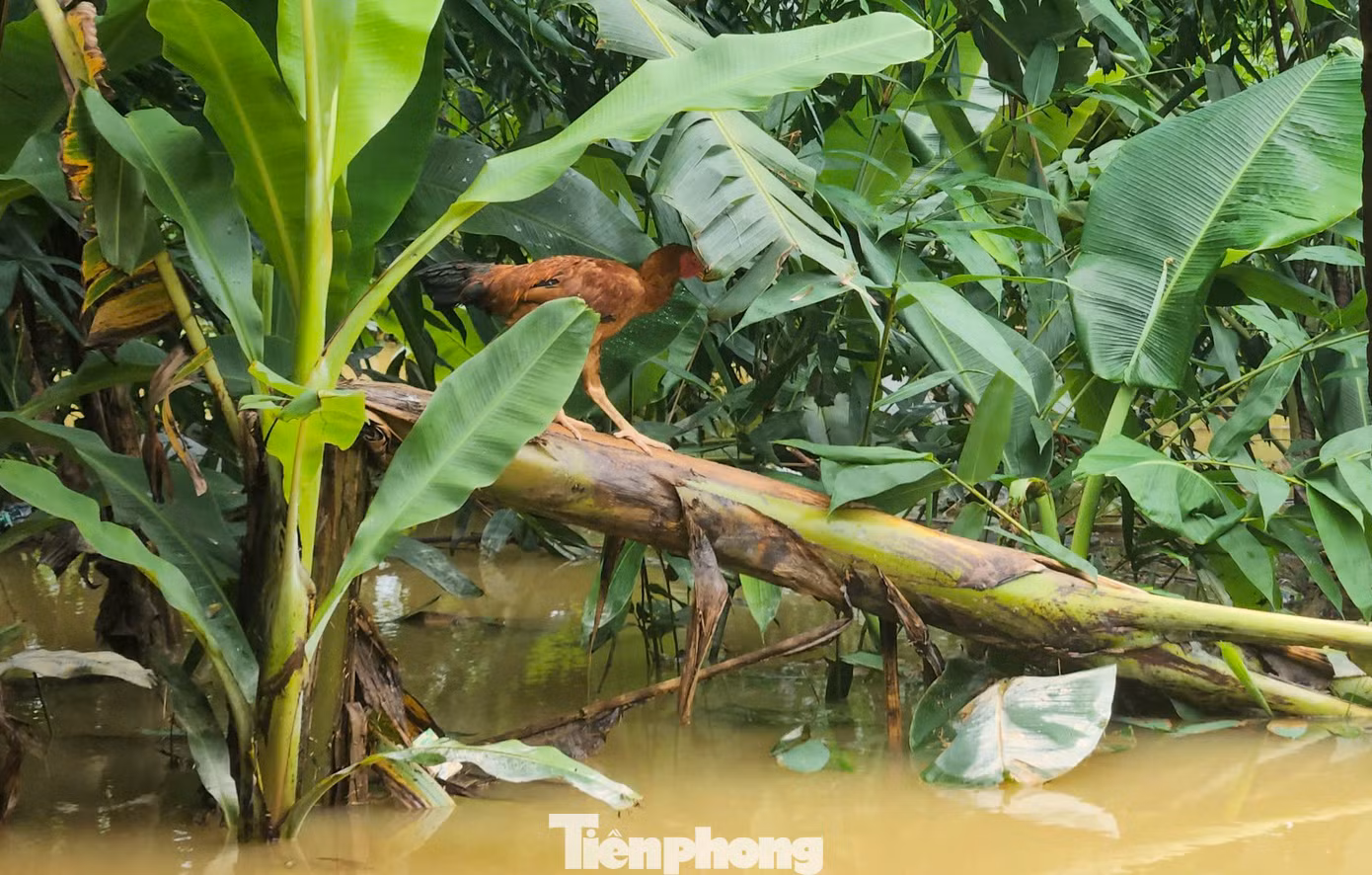Theo thống kê sơ bộ, toàn huyện Cẩm Xuyên có 690 ha lúa bị ngập, hơn 1.800 tấn lúa bị ướt nước, hơn 175 ha hoa màu bị hư hỏng, hơn 11.000 con gia súc, gia cầm bị cuốn trôi...