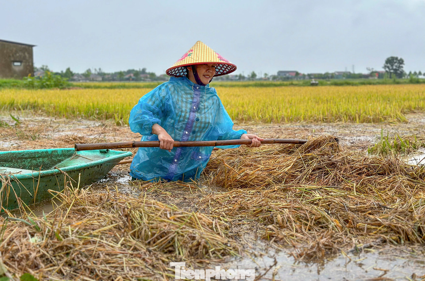 Chị Nguyễn Thị Sen (SN 1984, trú xã Cẩm Quan) ra sức cào rơm bám trên ngọn những bông lúa với hy vọng cứu được 2 sào lúa của gia đình chưa kịp gặt. Chị Nguyễn Thị Sen (SN 1984, trú xã Cẩm Quan) ra sức cào rơm bám trên ngọn những bông lúa với hy vọng cứu được 2 sào lúa của gia đình chưa kịp gặt.