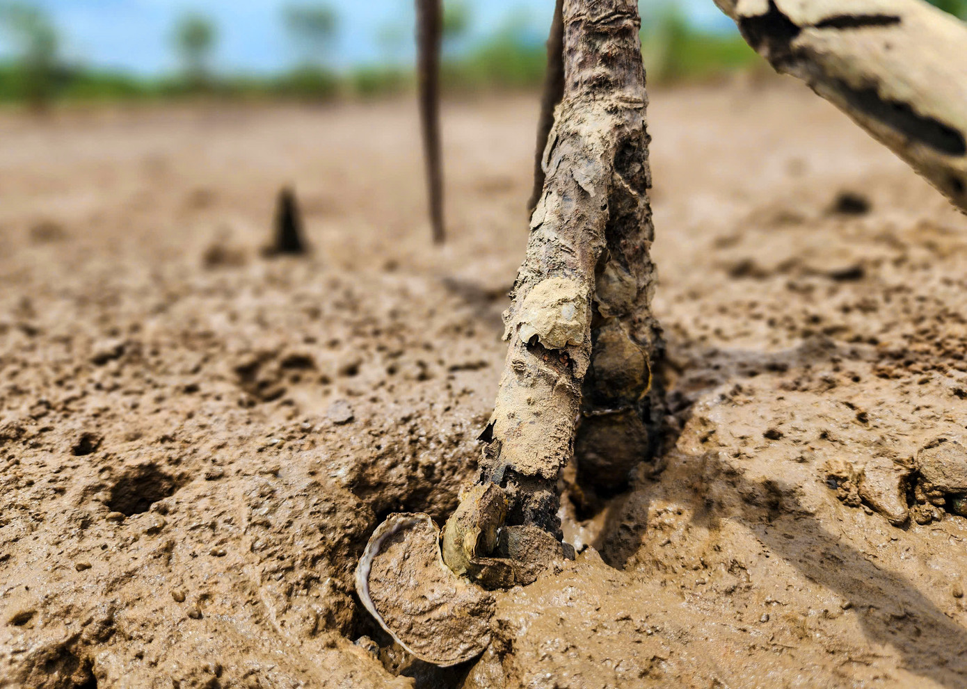 Thế nhưng, những năm gần đây, cả chục ha rừng ngập mặn chết hàng loạt, ngành chuyên môn đưa ra nhiều nguyên nhân tác động song chưa có phương án phục hồi.