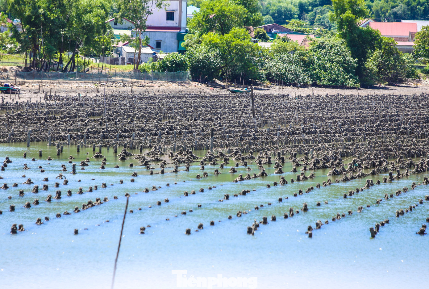 “Việc người dân nuôi hàu trái phép trên sông tồn tại lâu nay, rất khó xử lý, cần có thời gian. Xã cũng đã báo cáo lên huyện và ngành chức năng tìm phương án song gặp khó”, ông Hùng cho biết.