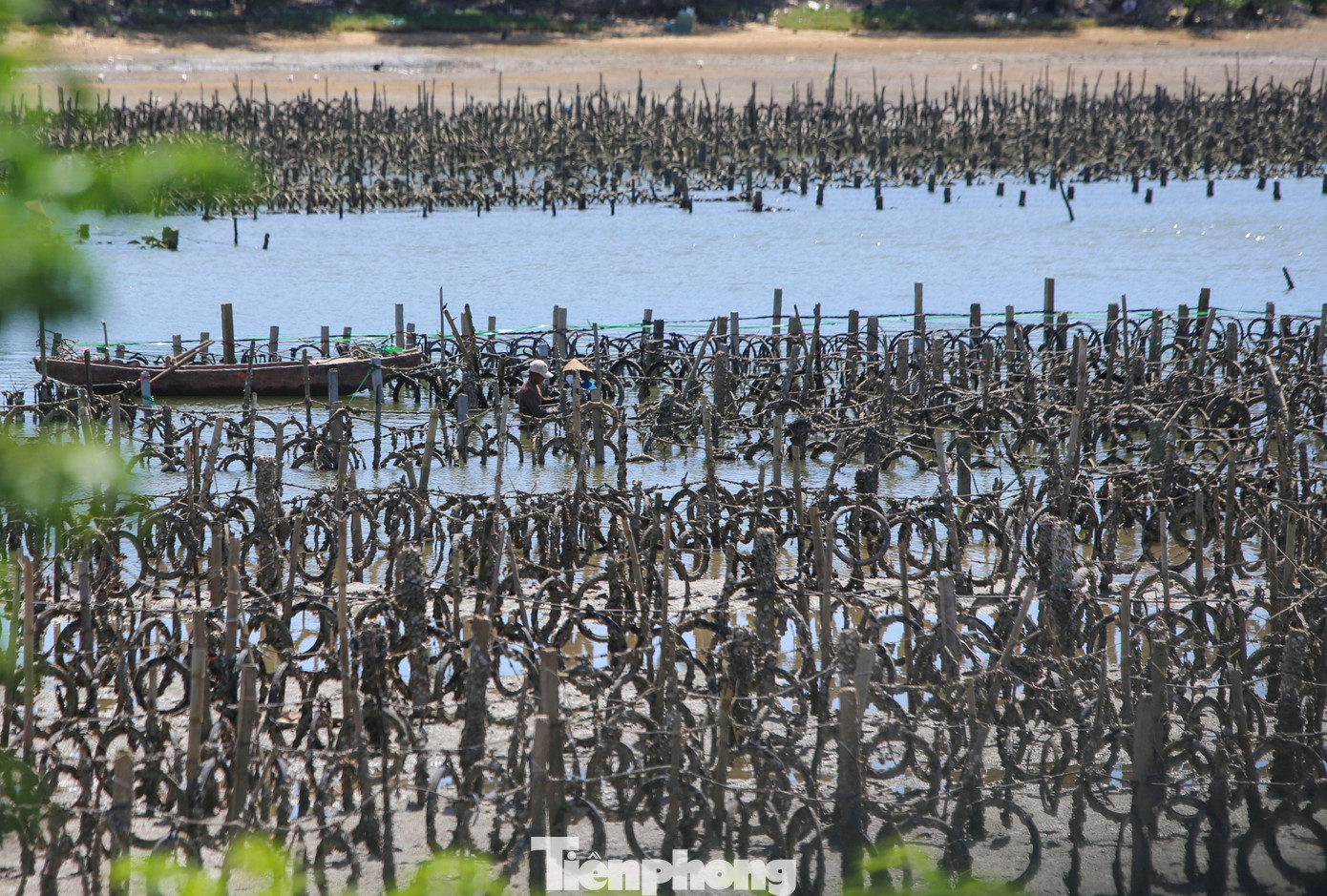 “Các xã có người nuôi hàu trái phép trên sông đã huy động cả trăm lượt người xuống sông Rác tháo dỡ hơn 2.000 cọc bê tông, cọc tre, dây néo. Tuy nhiên, số lượng cọc nhiều, trải dài nên cần có thời gian, làm sao vừa xử lý vi phạm, vừa đảm bảo sinh kế cho bà con”, ông Hà nói.