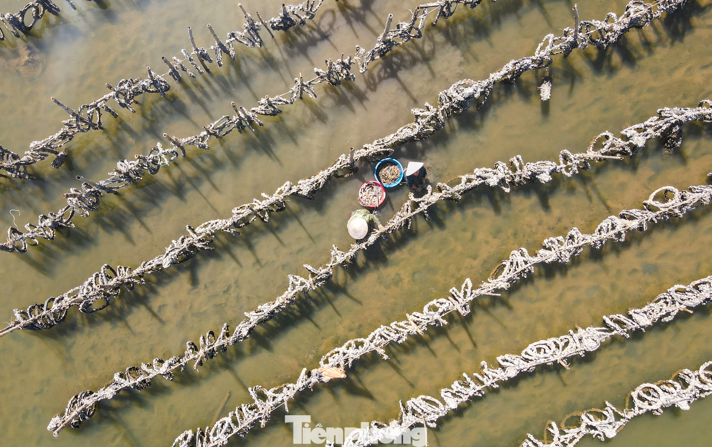 “Việc người dân nuôi hàu trái phép trên sông tồn tại lâu nay, rất khó xử lý, cần có thời gian. Xã cũng đã báo cáo lên huyện và ngành chức năng tìm phương án song gặp khó”, ông Hùng cho biết.