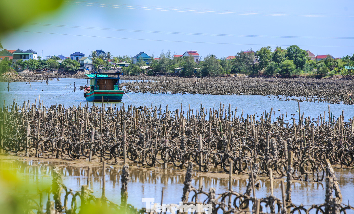 Ông Nguyễn Như Hùng, Chủ tịch UBND xã Cẩm Lĩnh cho hay, việc tháo dỡ các cọc nuôi hàu tập trung ở các vị trí quan trọng, ảnh hưởng đến cảnh quan, dòng chảy tiêu thoát lũ, cản trở giao thông đường thủy...