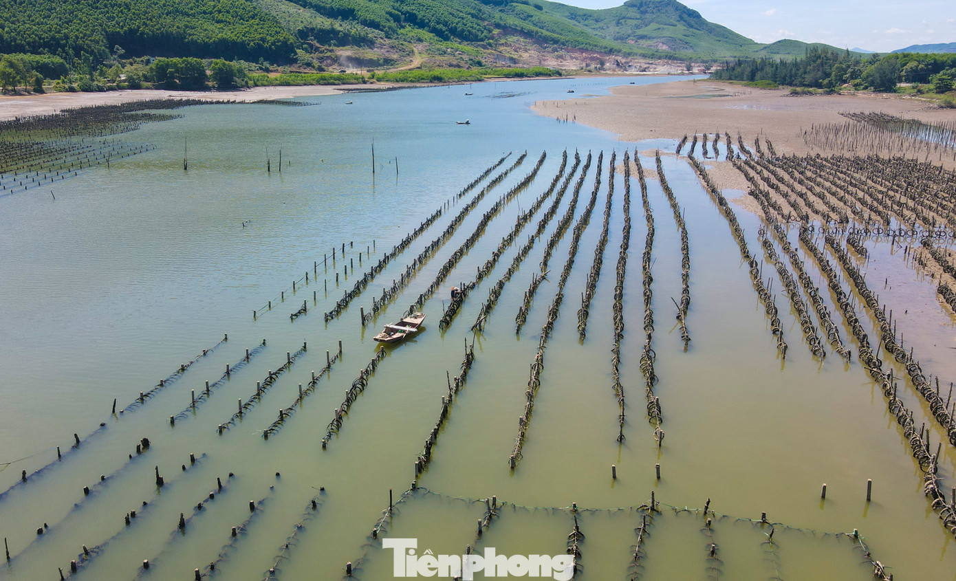 “Việc người dân nuôi hàu trái phép trên sông tồn tại lâu nay, rất khó xử lý, cần có thời gian. Xã cũng đã báo cáo lên huyện và ngành chức năng tìm phương án song gặp khó”, ông Hùng cho biết.