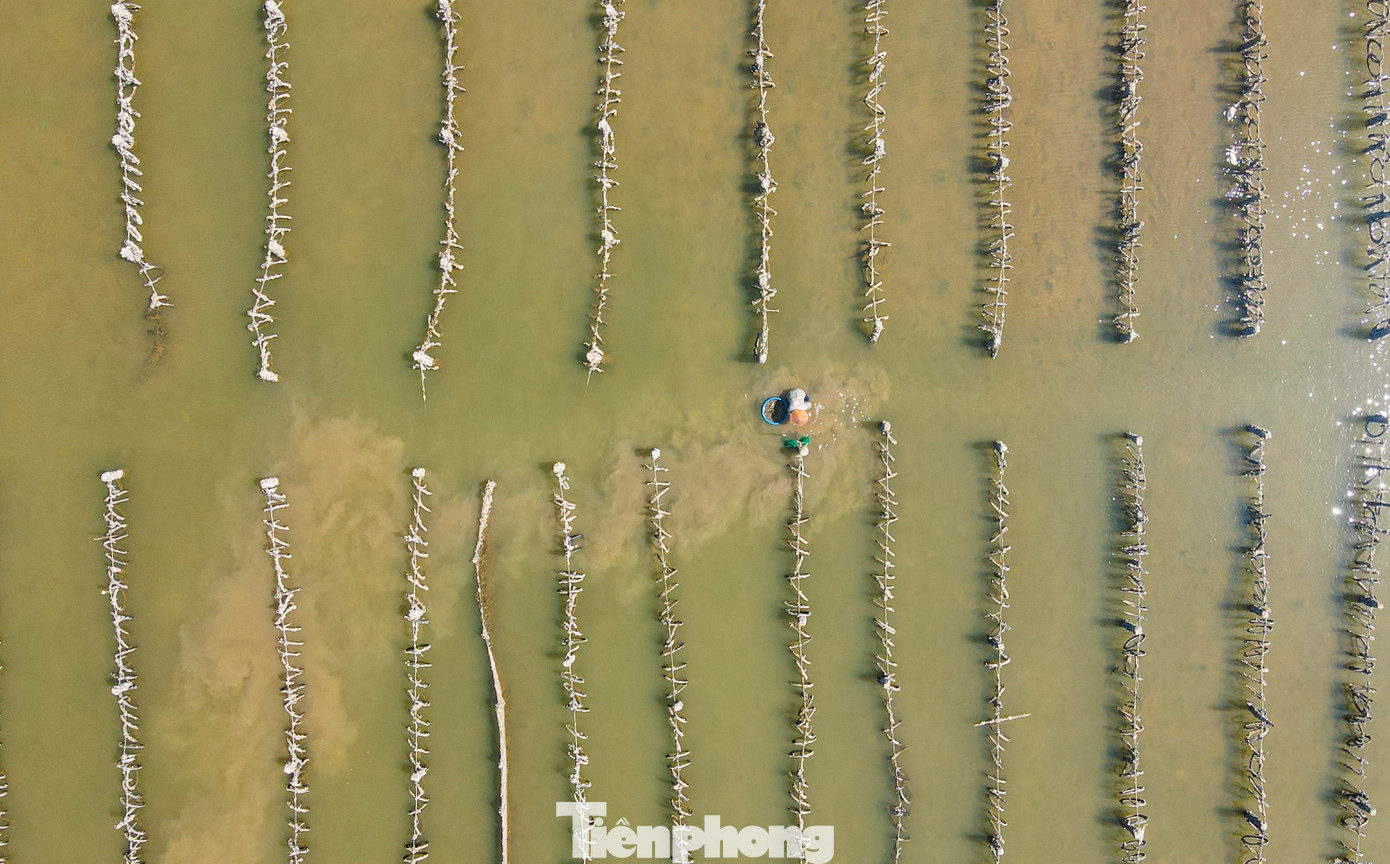 Trao đổi với PV Tiền Phong, ông Lê Ngọc Hà – Phó Chủ tịch UBND huyện Cẩm Xuyên cho biết: Cuối tháng 8 năm ngoái, địa phương đã thành lập các đoàn liên ngành kiểm tra, rà soát, thống kê được 78 hộ dân tự ý nuôi trồng thủy sản trái phép trên sông Rác đoạn qua xã Cẩm Lĩnh và bãi bồi cửa biển. Ngành chức năng đã làm việc với các chủ bãi hàu, tuyên truyền vận động họ tháo dỡ, trả lại hiện trạng ban đầu cho sông, nhưng đa số không chấp hành.